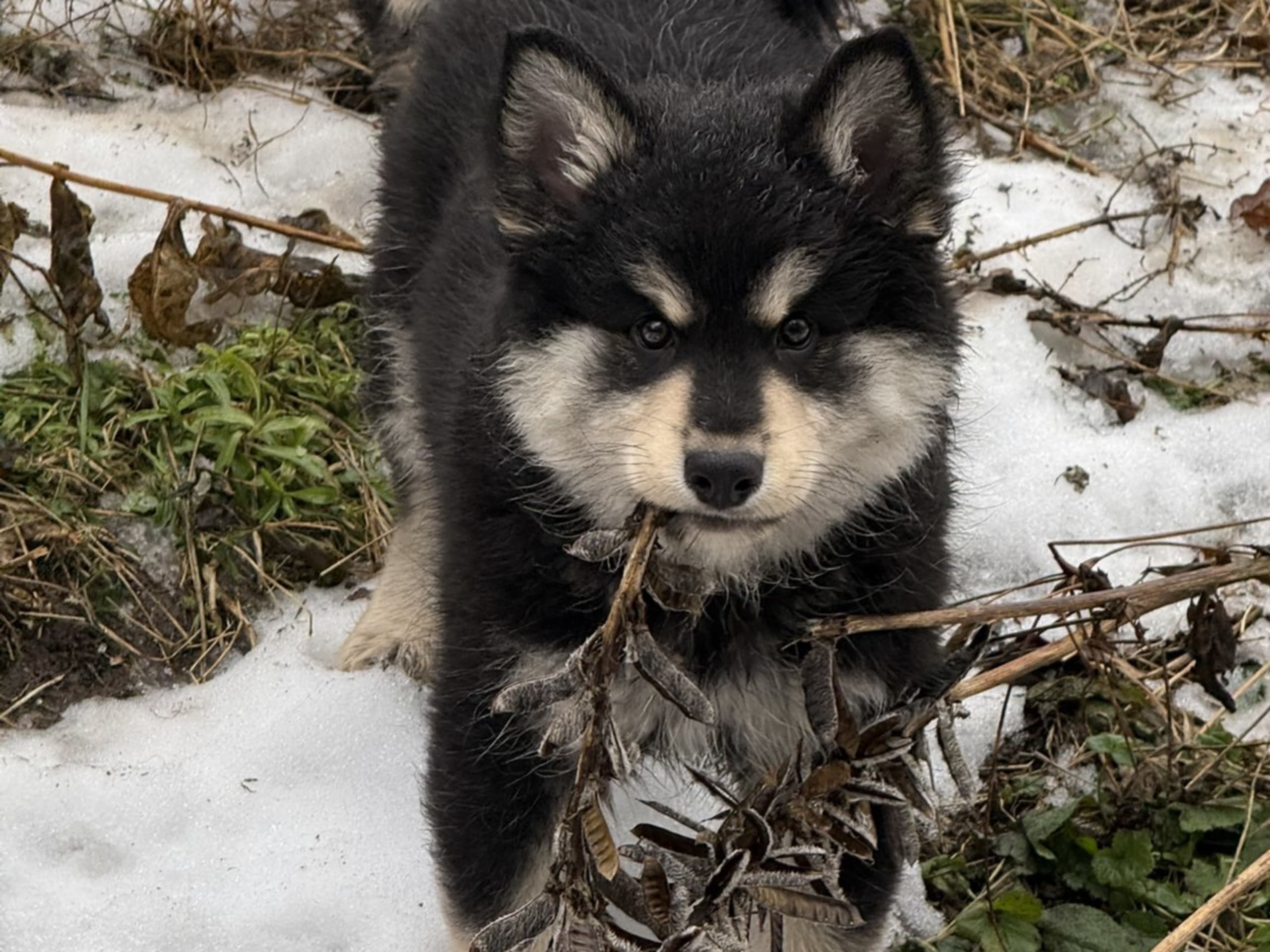 Finsk lapphund