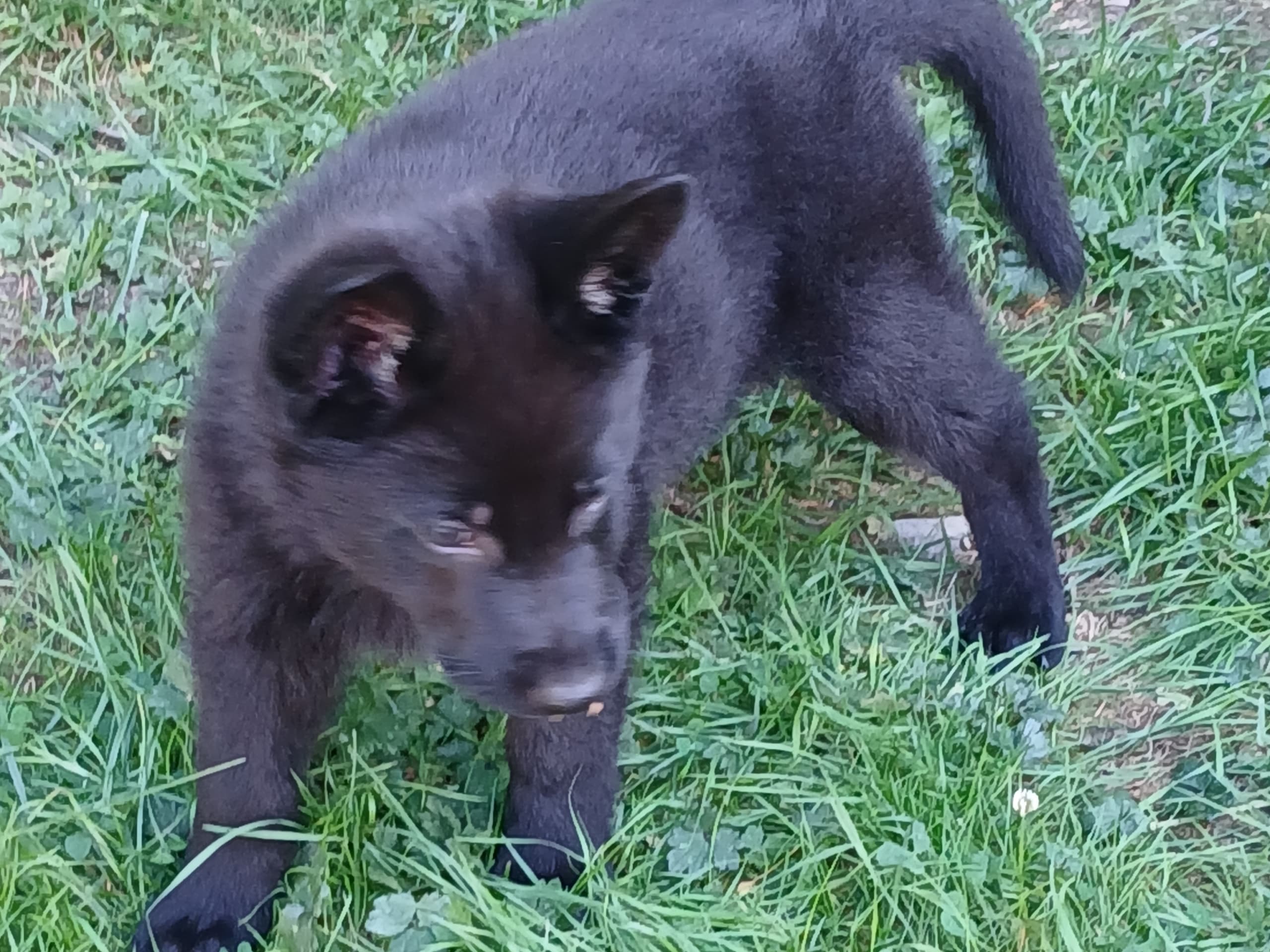 German Shepherd Dog · Listerby · Kennel Snibor Anzi