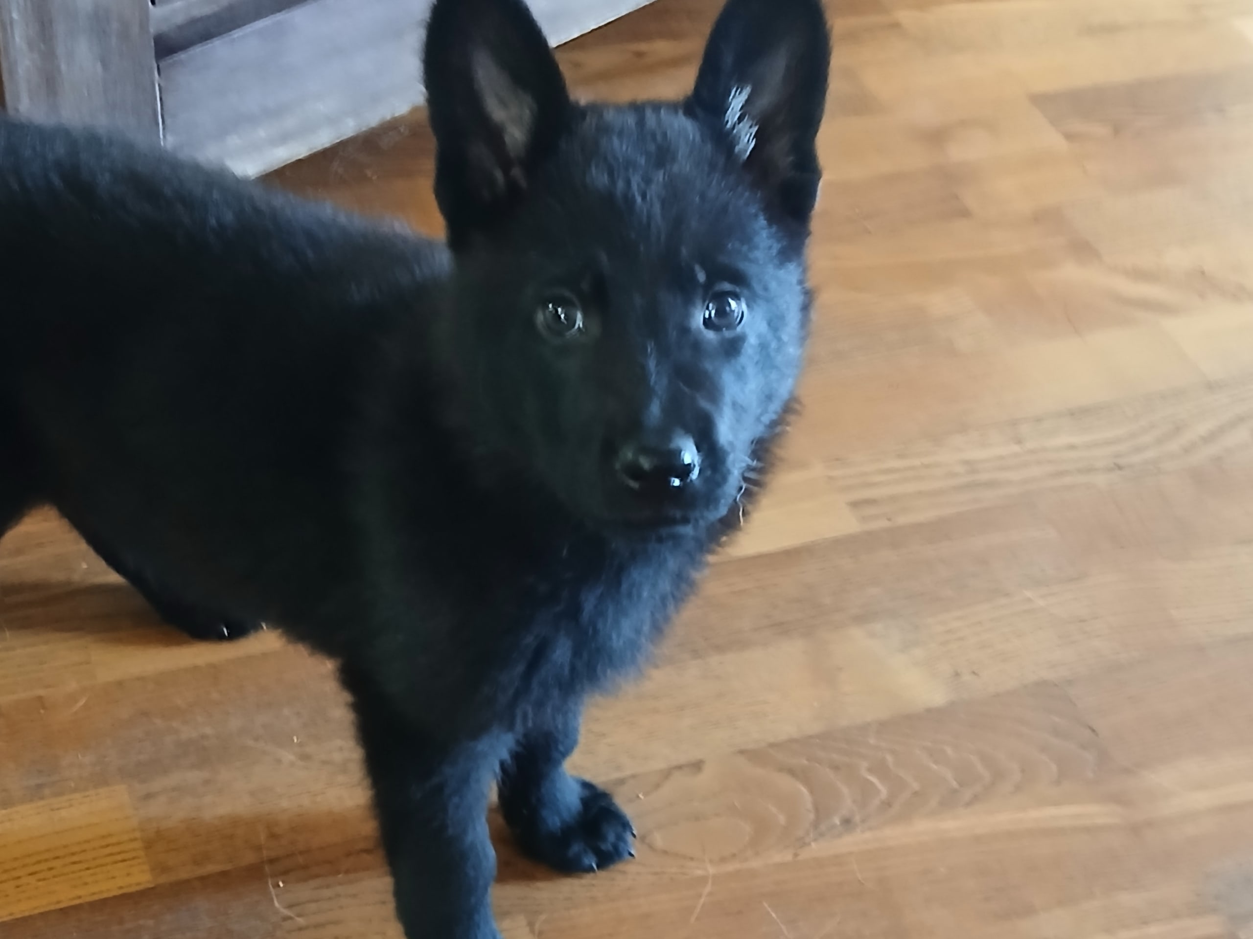 German Shepherd Dog · Listerby · Kennel Snibor Anzi