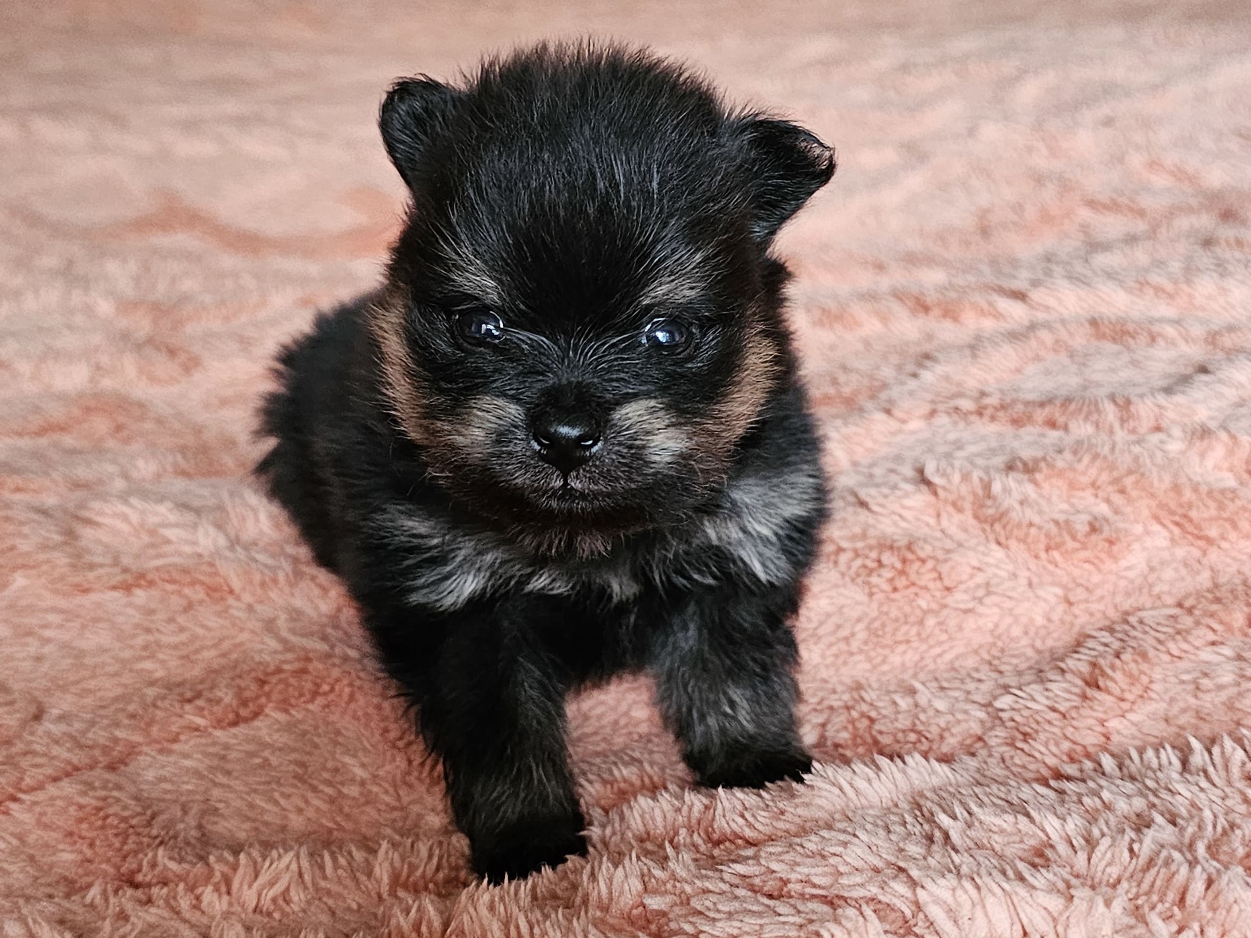 Pomeranian · Enköping · Pomsik Rakaaig