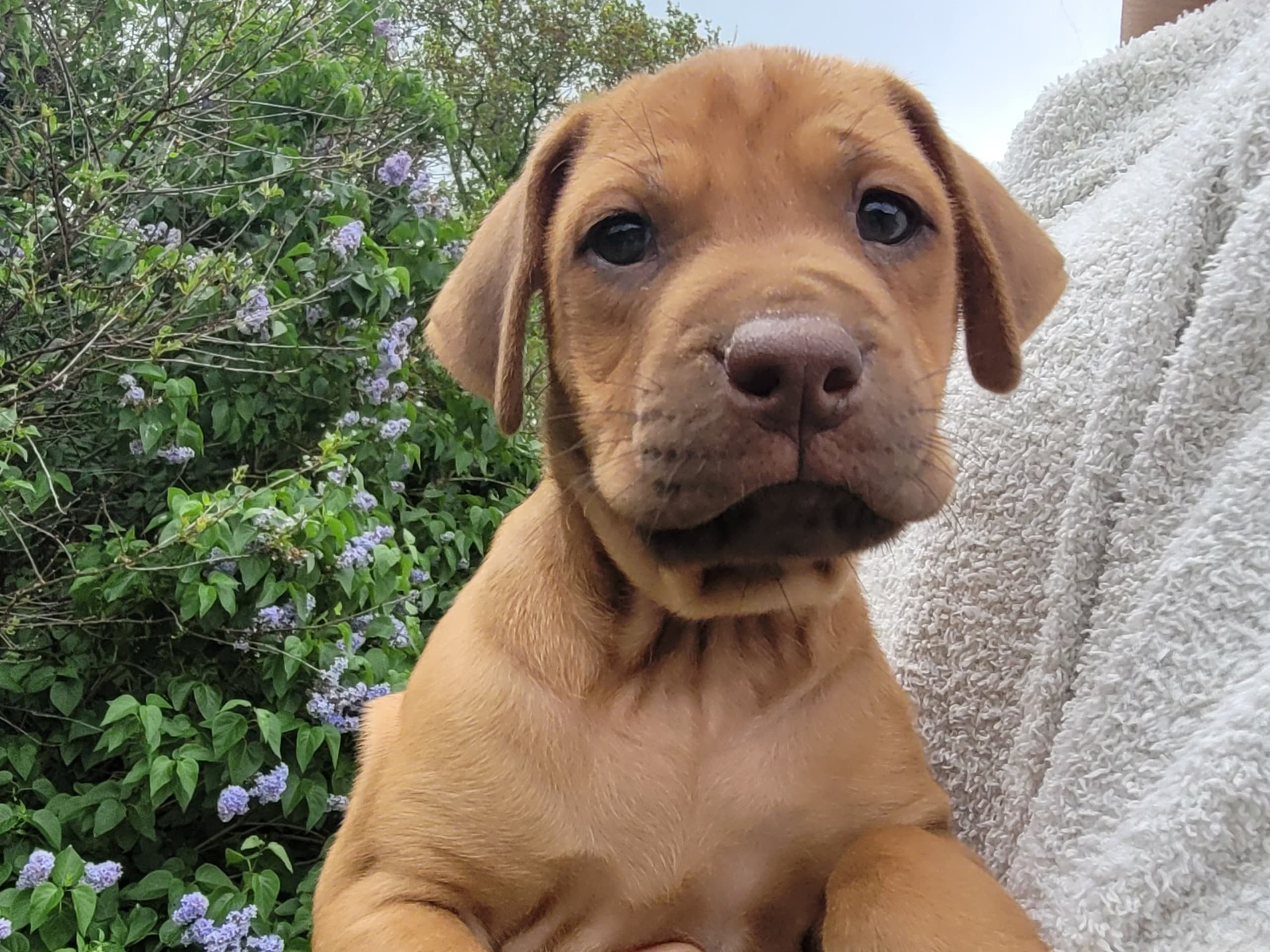 Rhodesian ridgeback · Hallaröd · Maxime Boulet