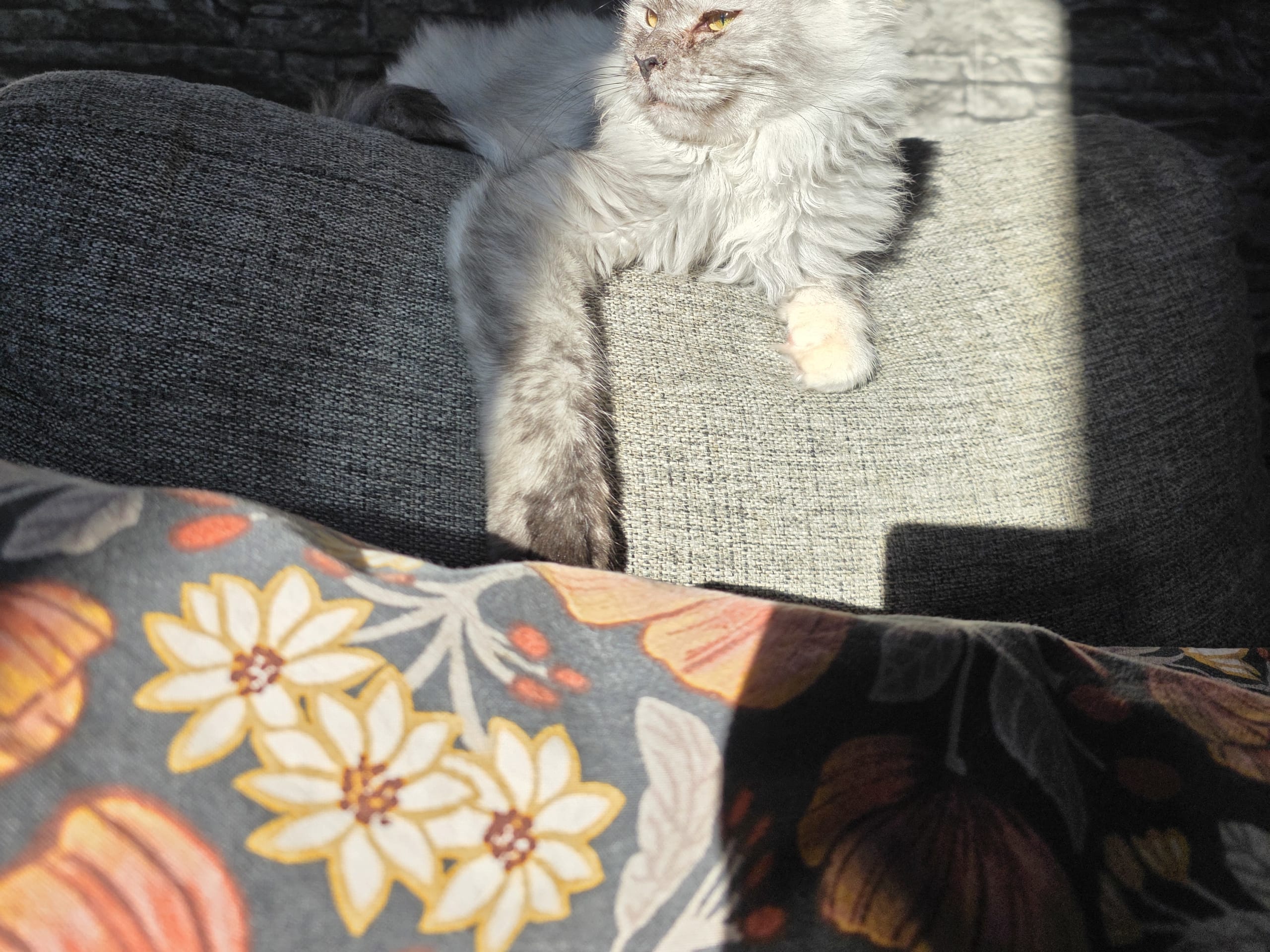 Maine Coon