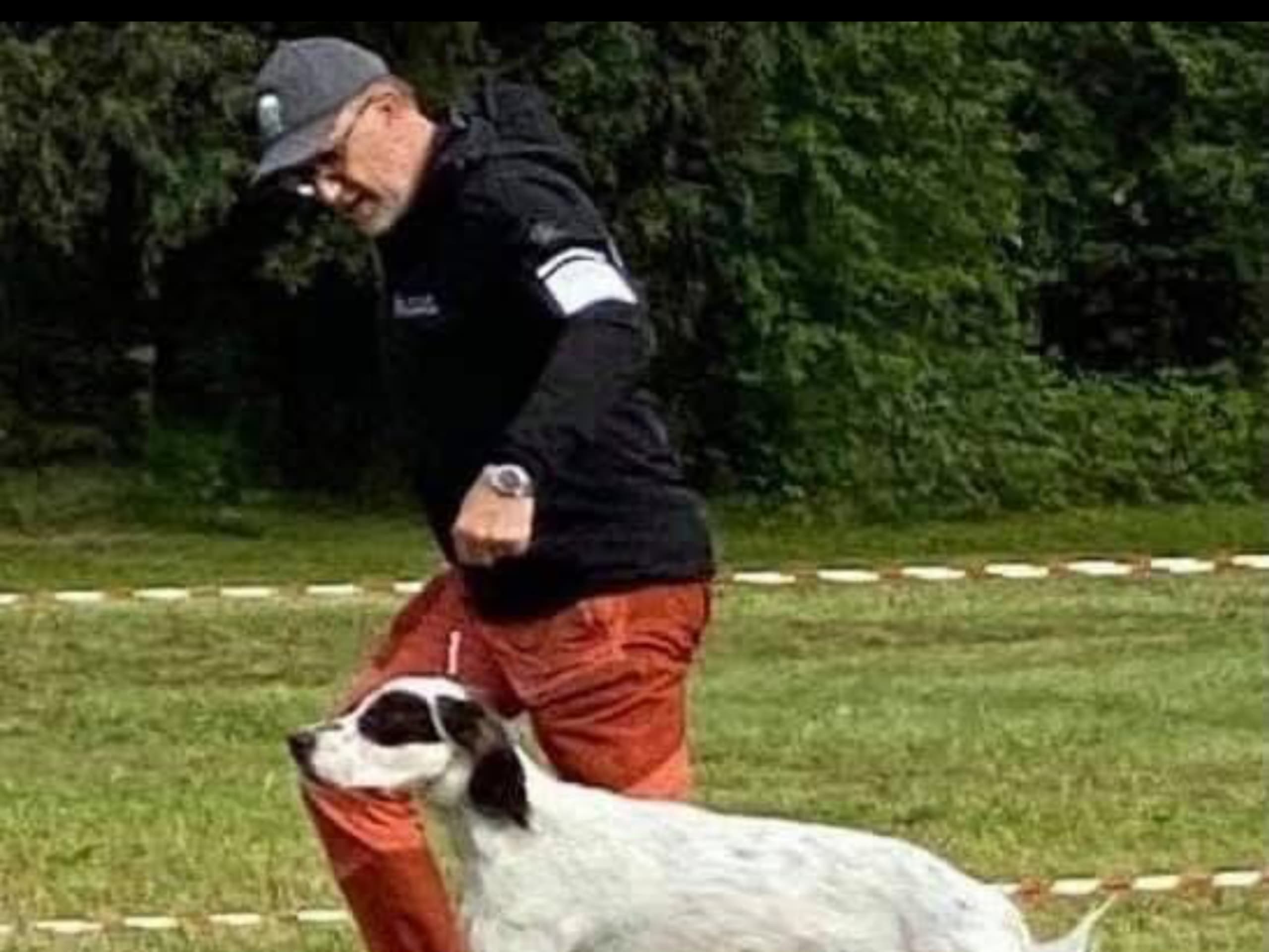 Engelsk setter