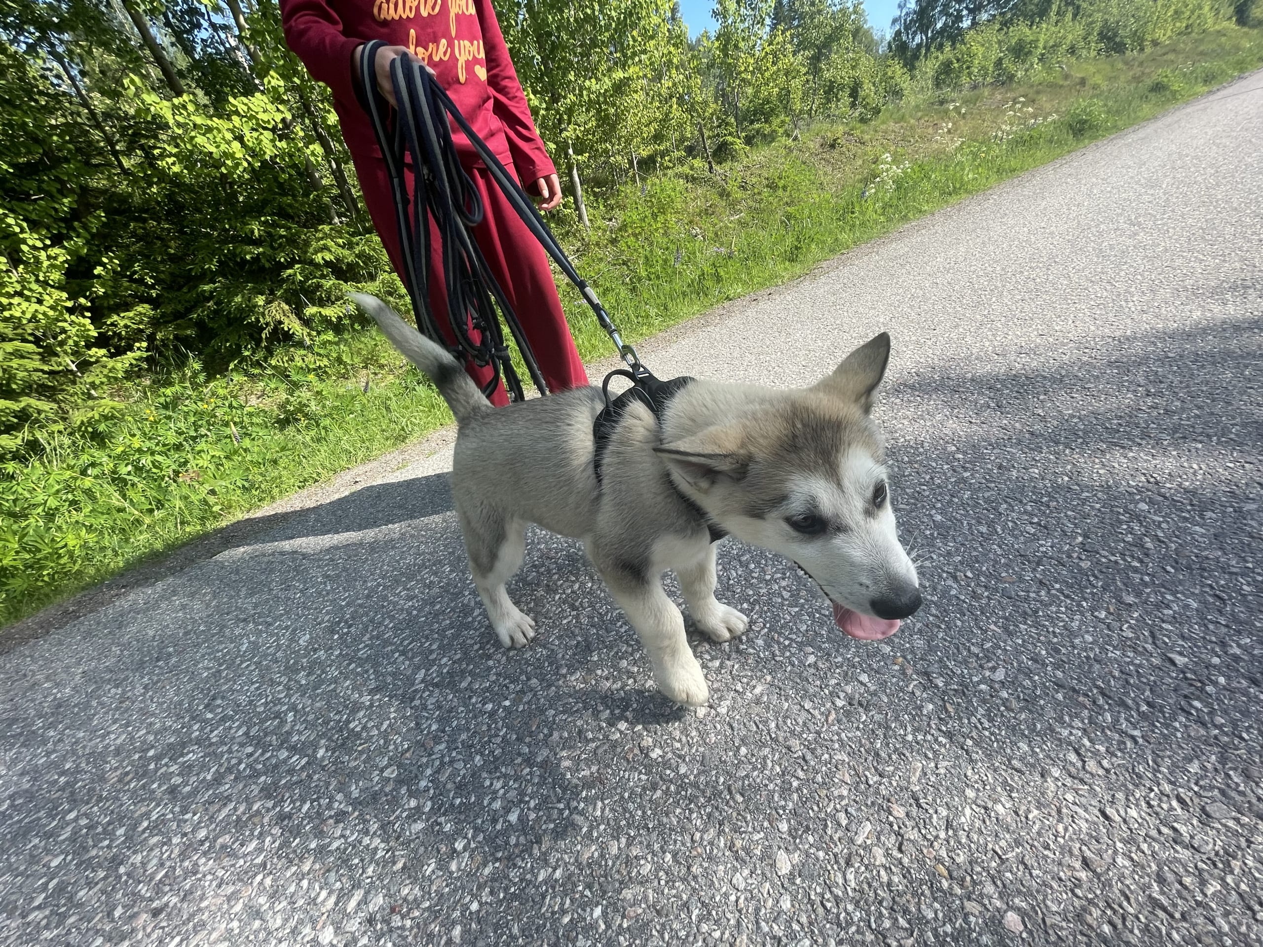 Alaskan malamute