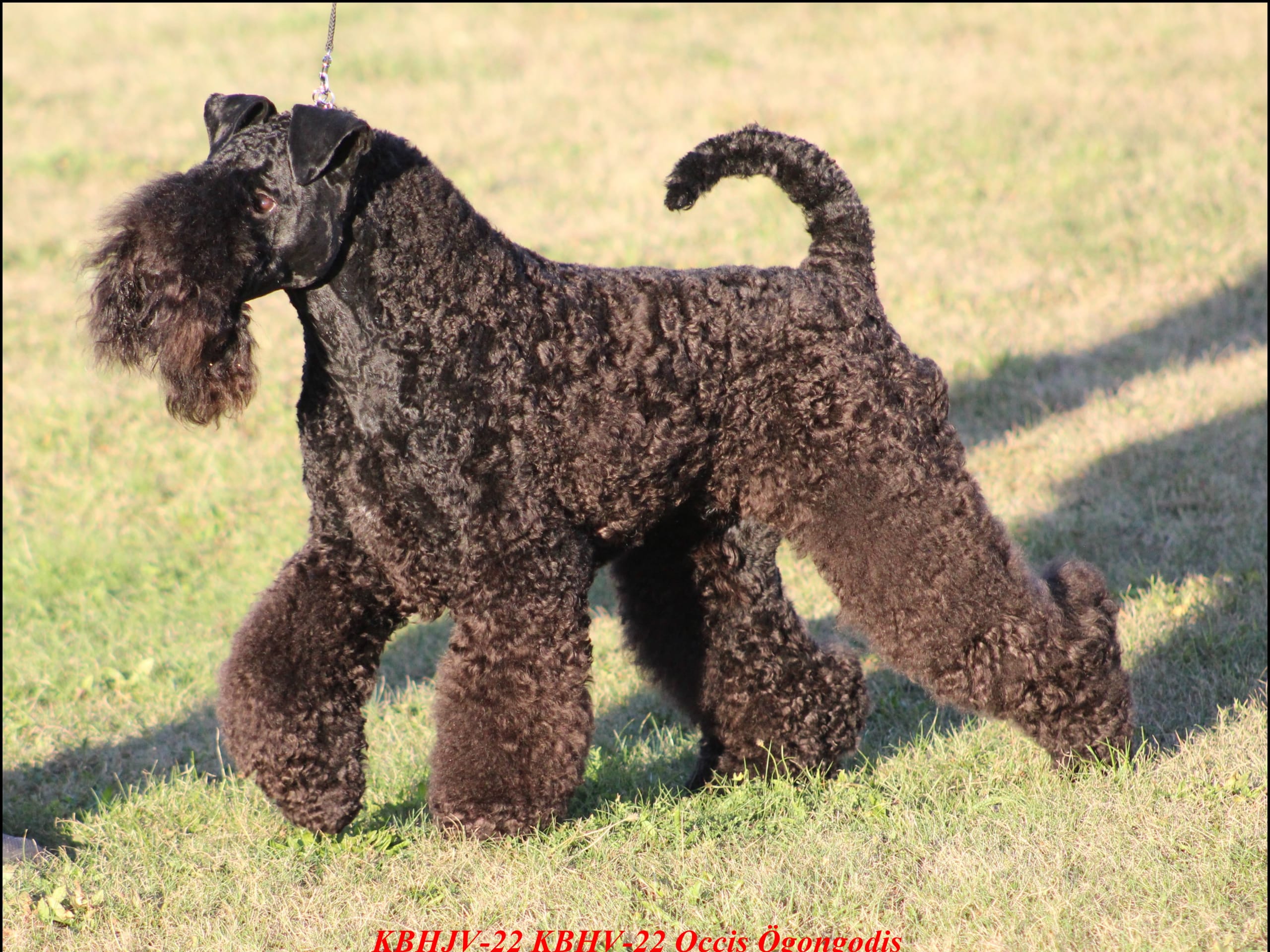 Kerry blue terrier