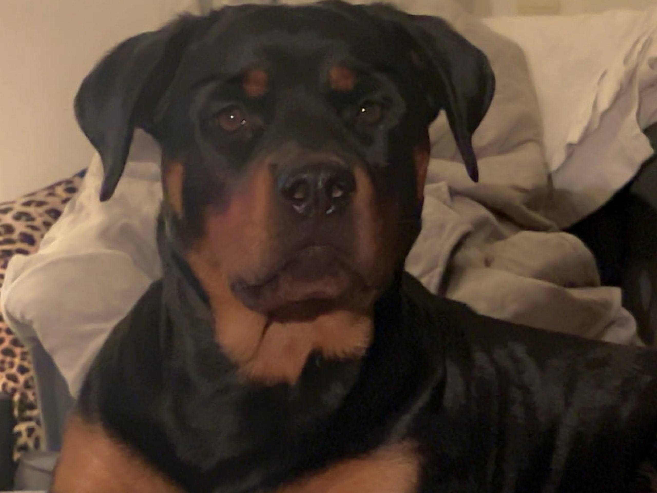 Rottweiler · Eksjö · sofia l.