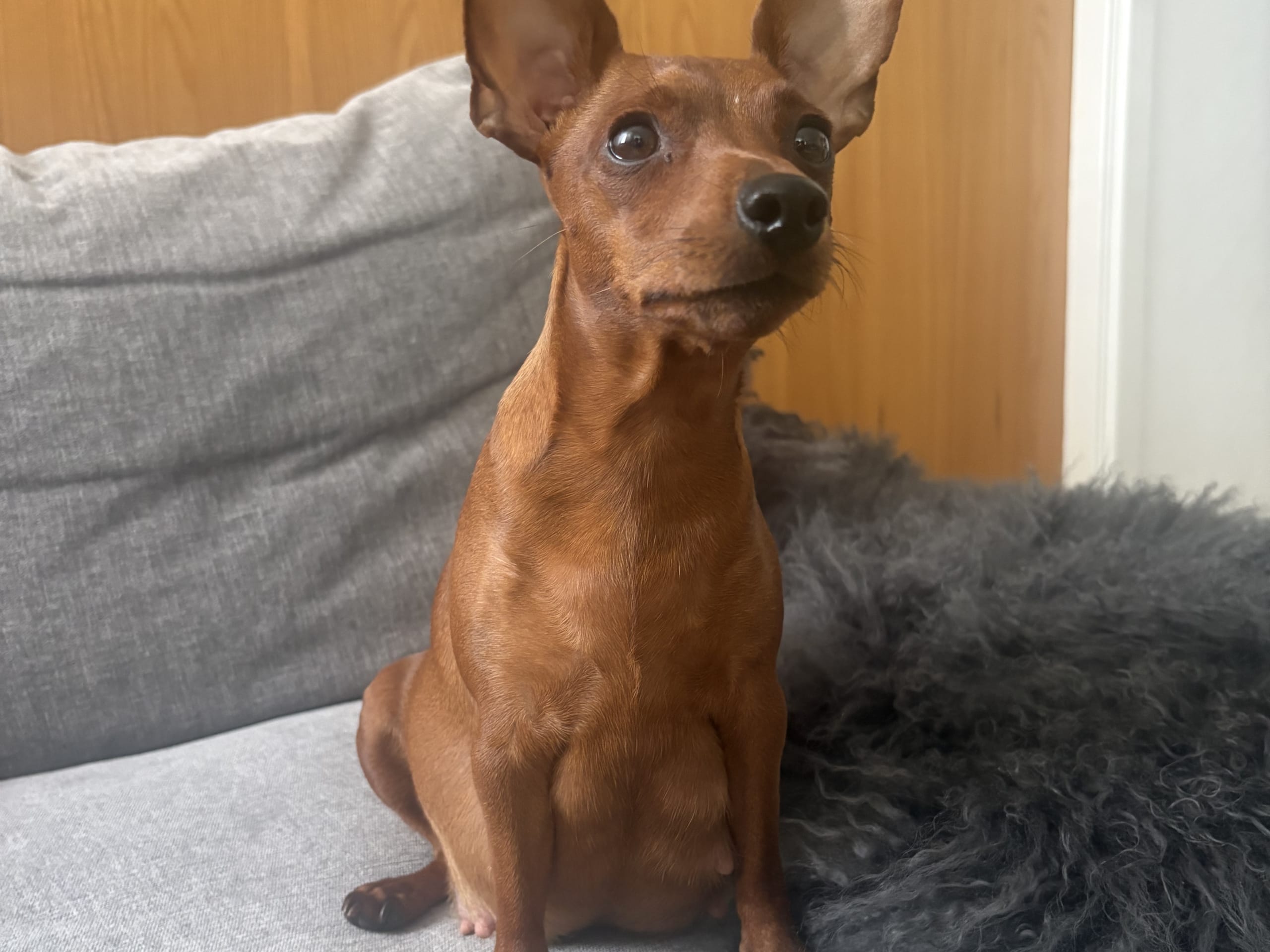 Dvärgpinscher