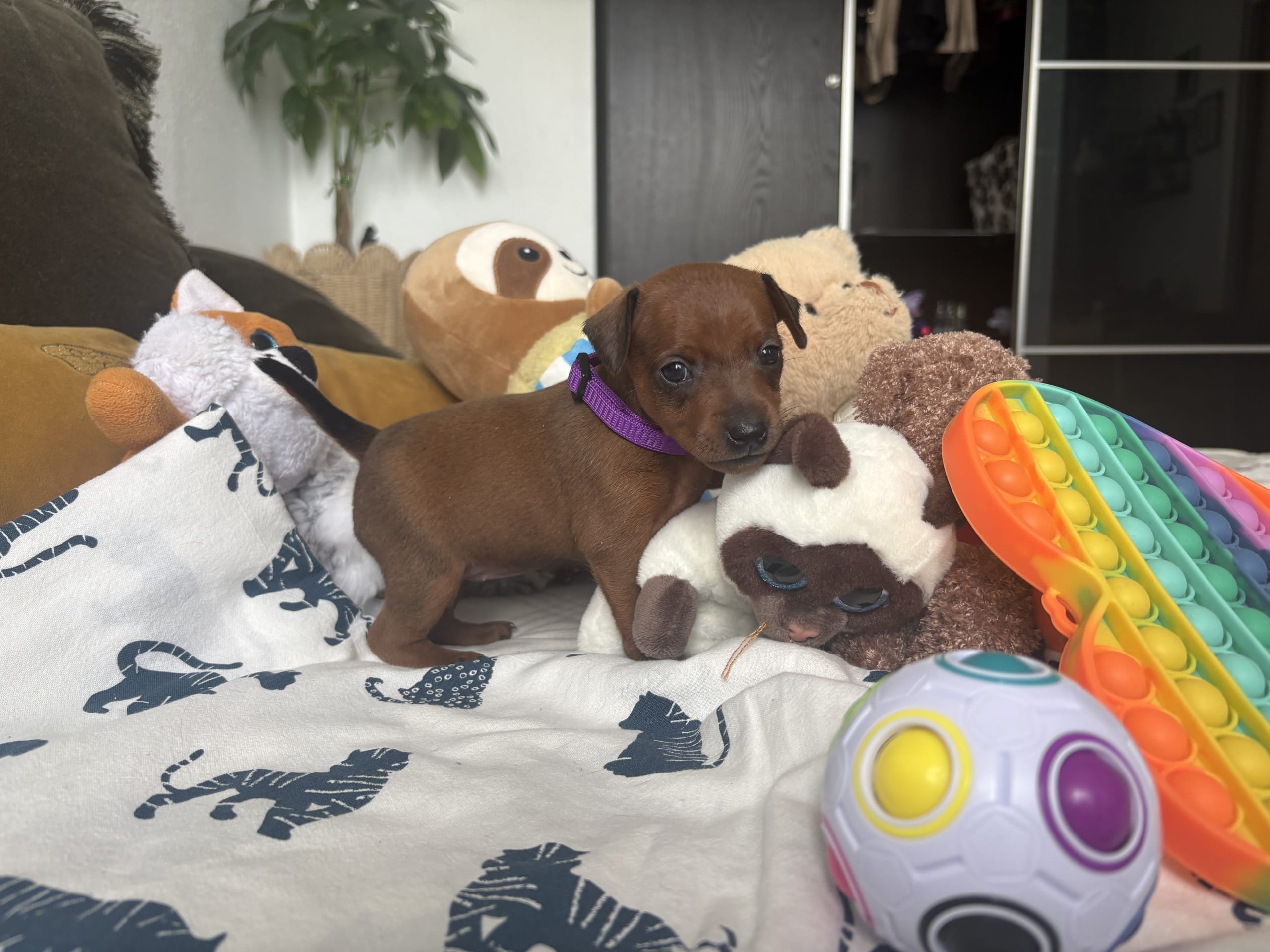 Dvärgpinscher