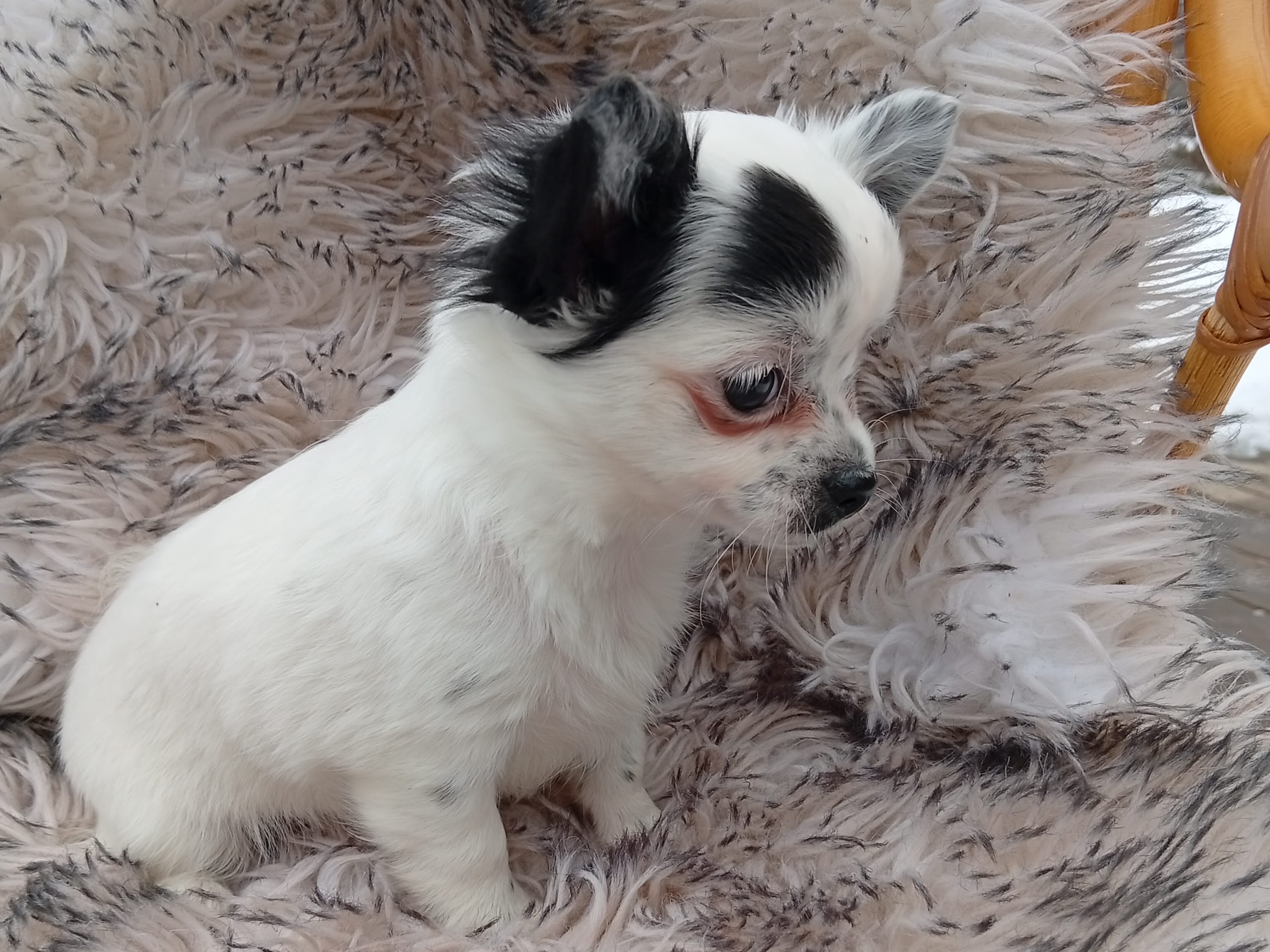 Chihuahua