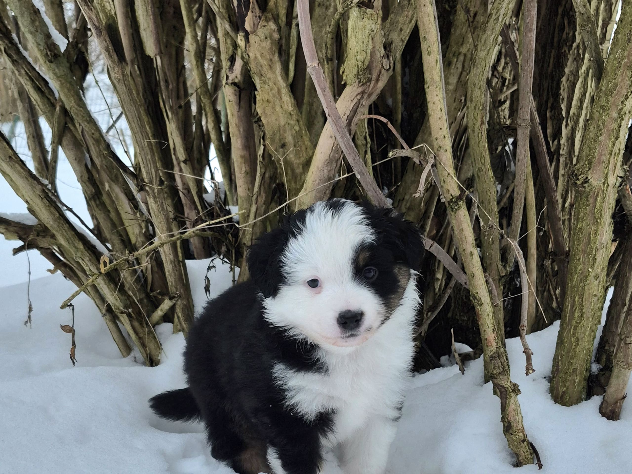 Miniature american shepherd