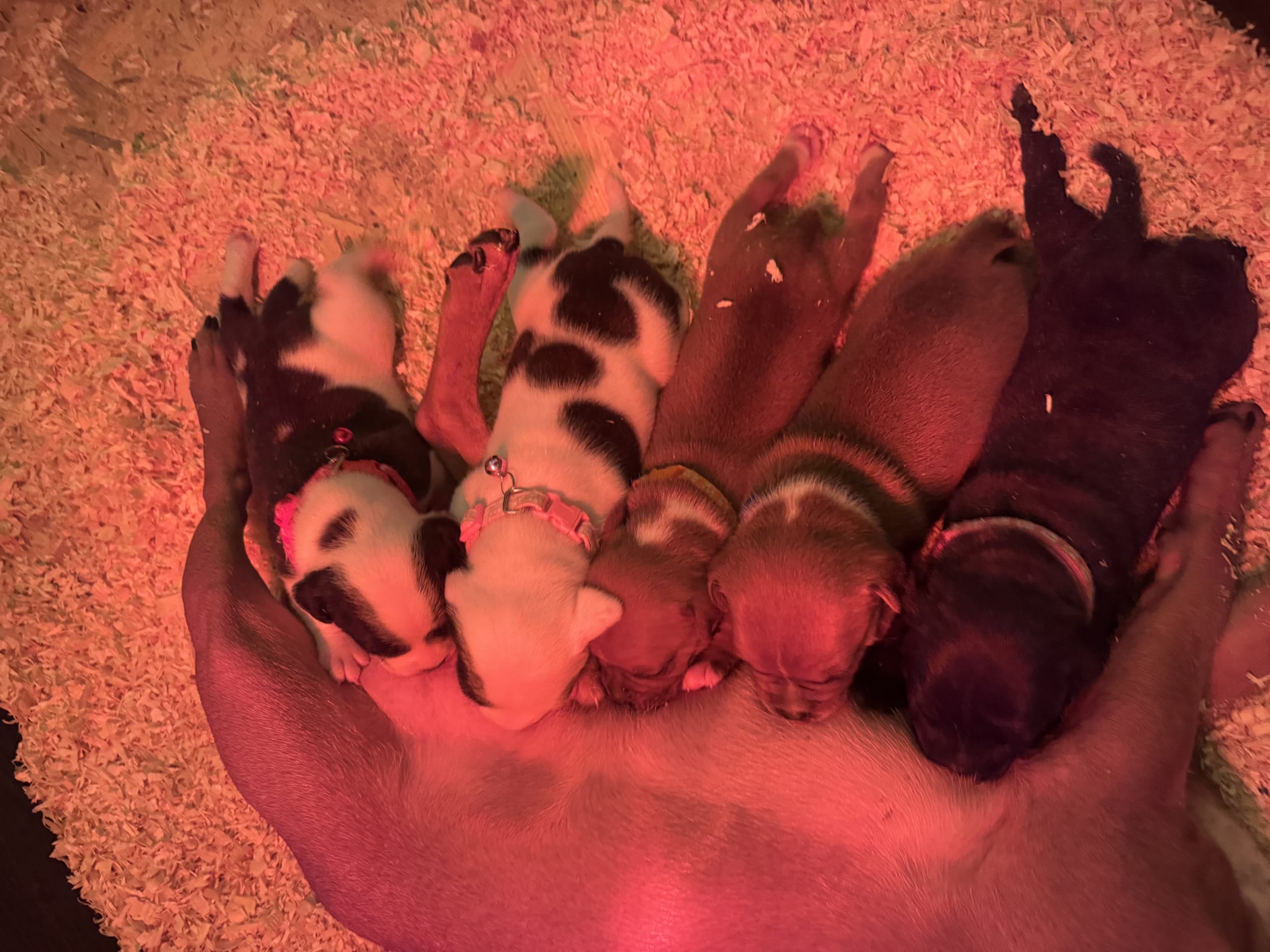 Staffordshire bullterrier