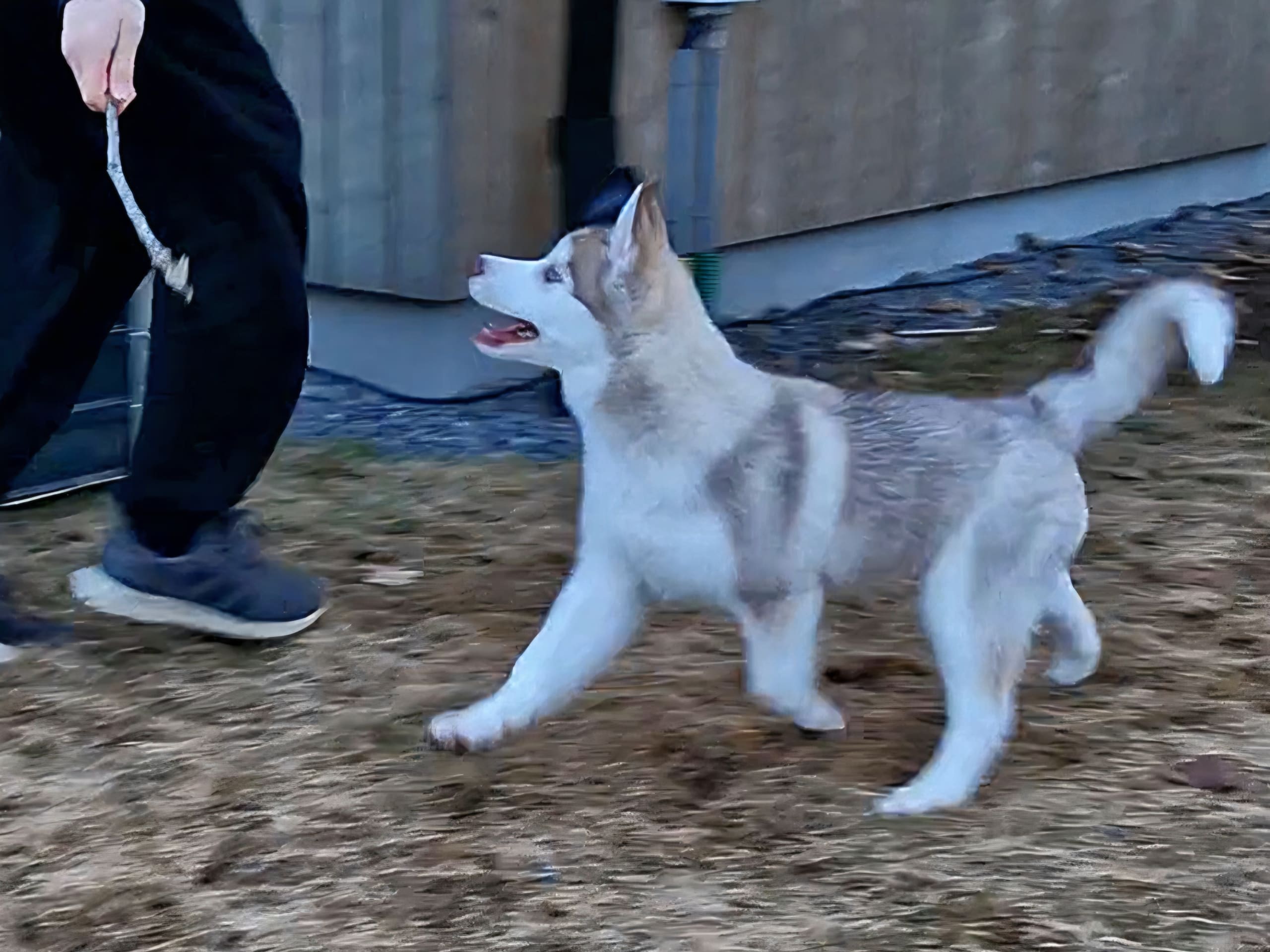 Siberian husky