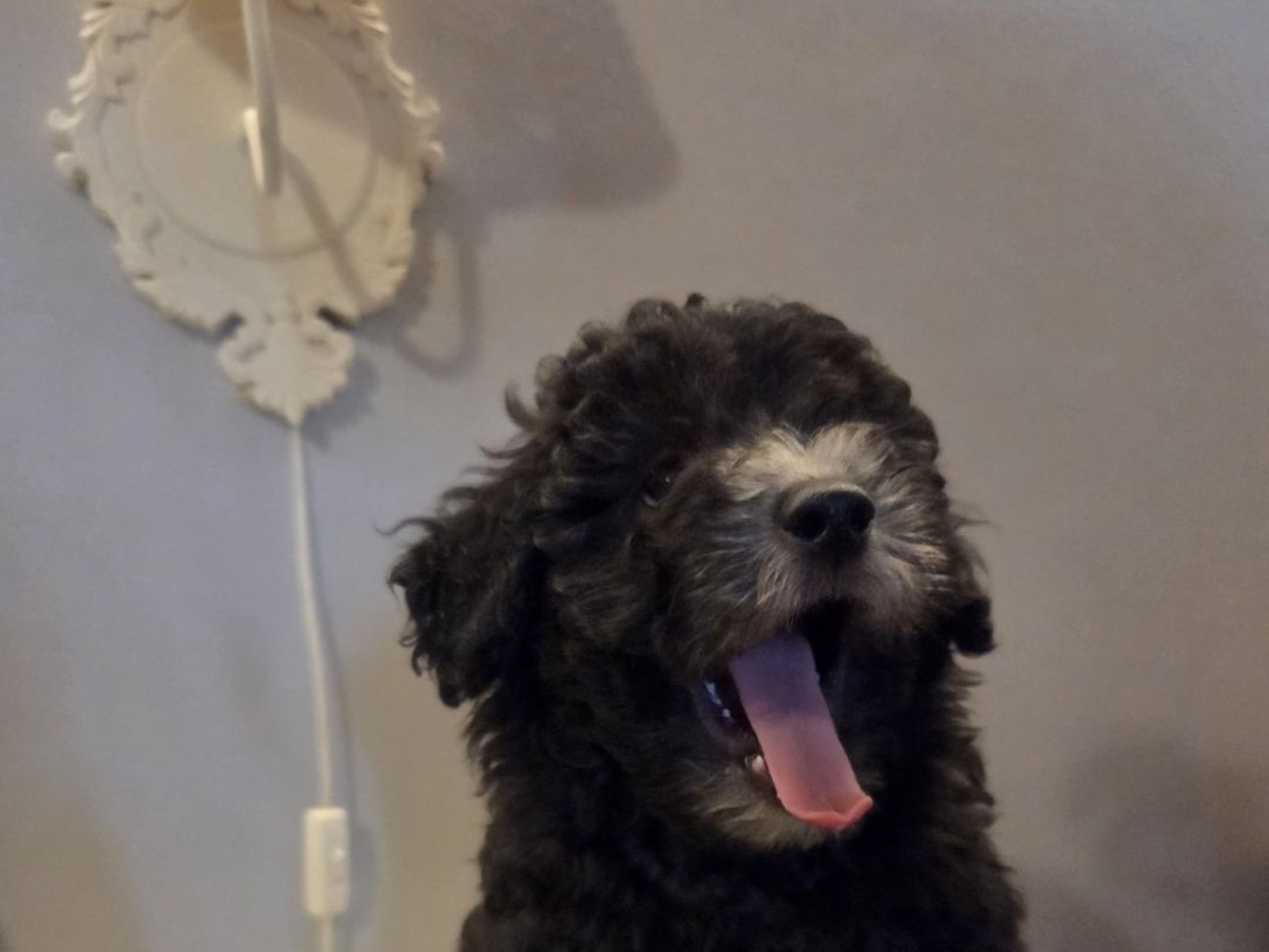 Shihpoo