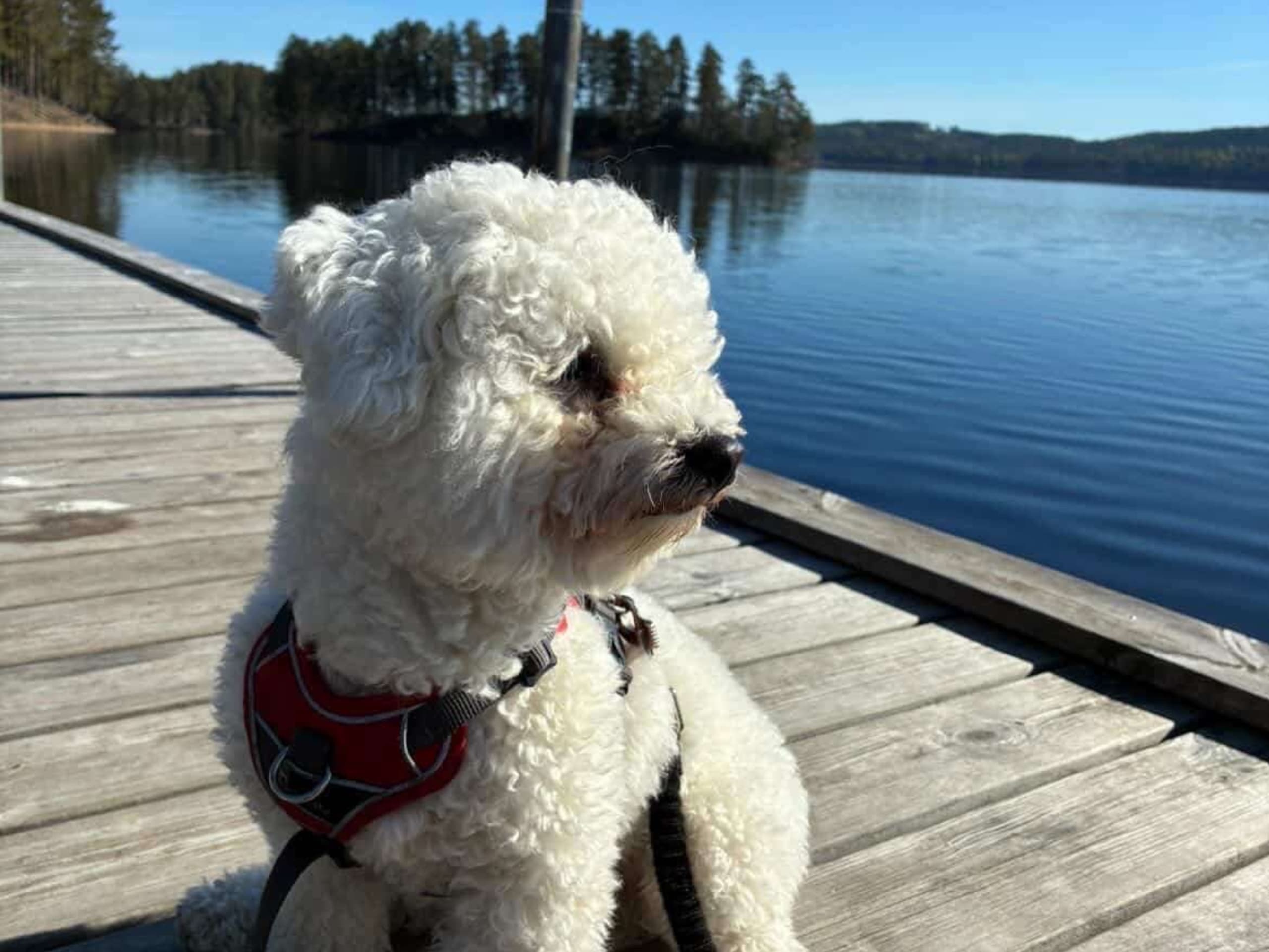 Bichon frisé