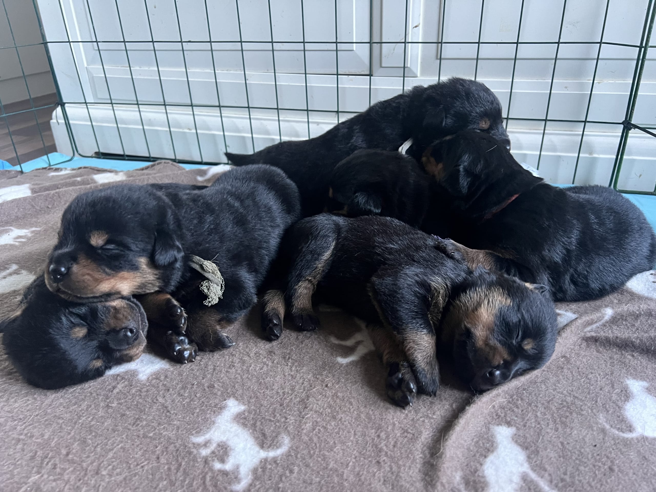 Rottweiler/American Bully XL · Gärsnäs · Helena L.
