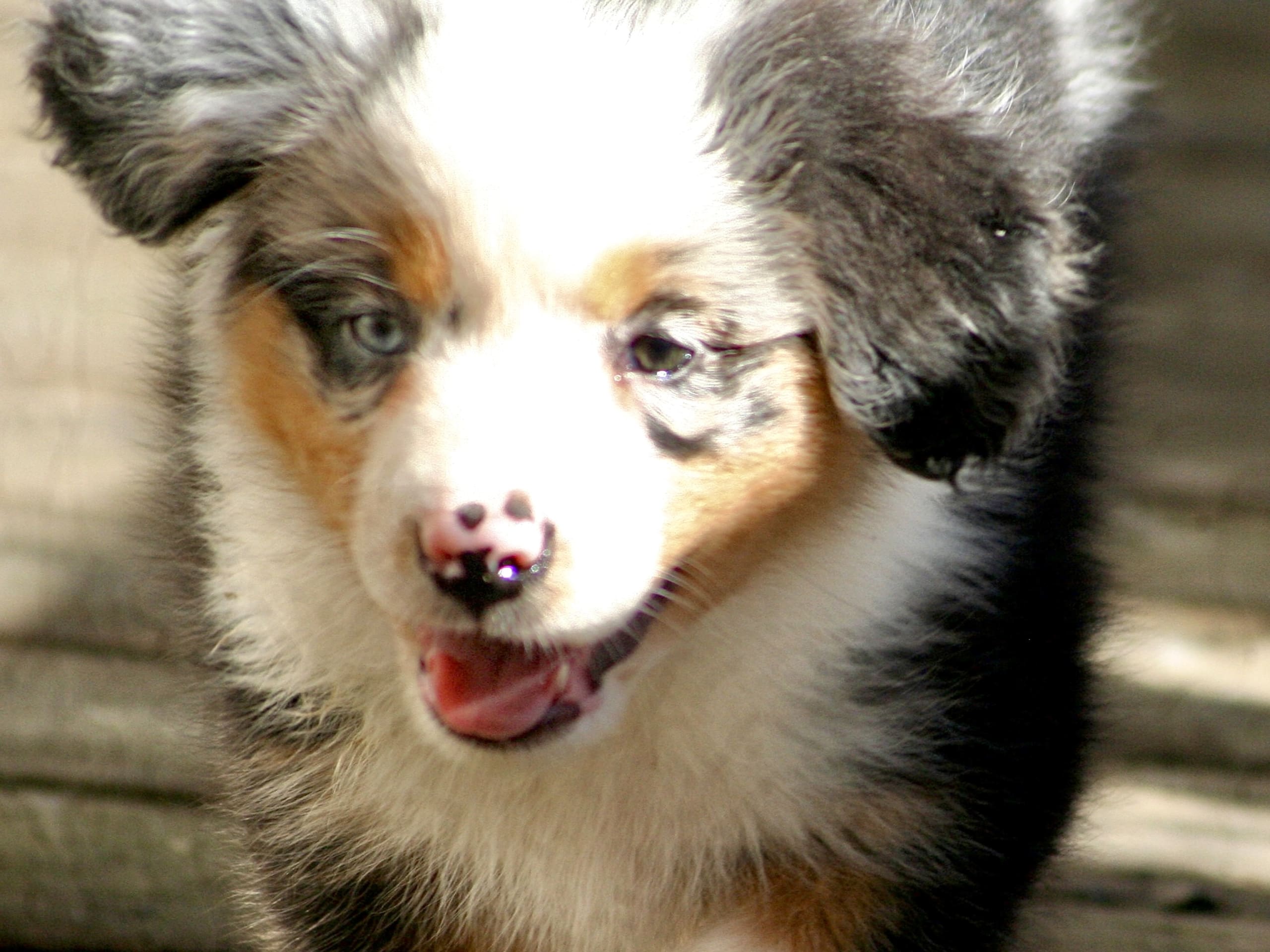 Australian shepherd · Fagerhult · CHa