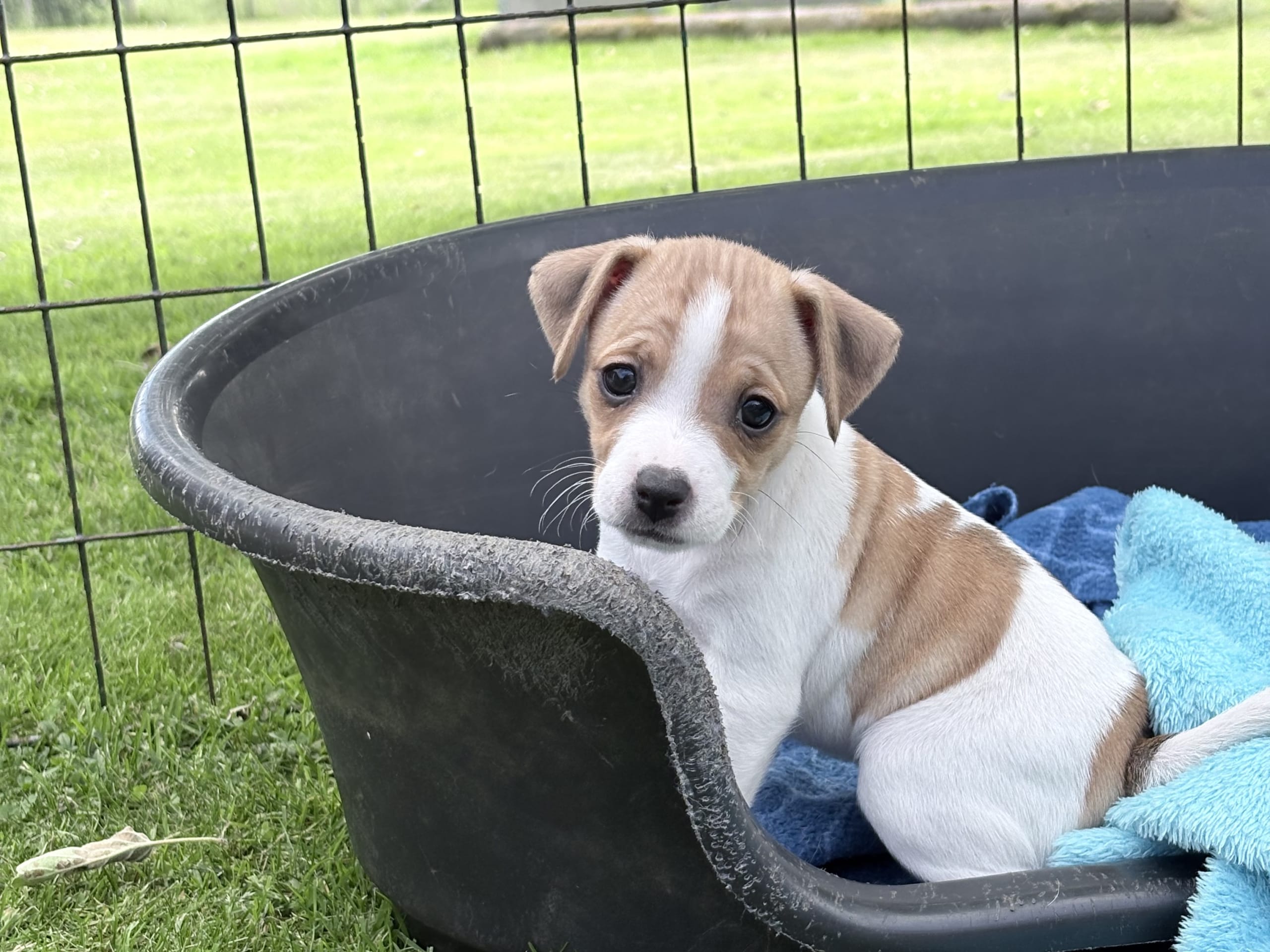 Danish Swedish Farmdog