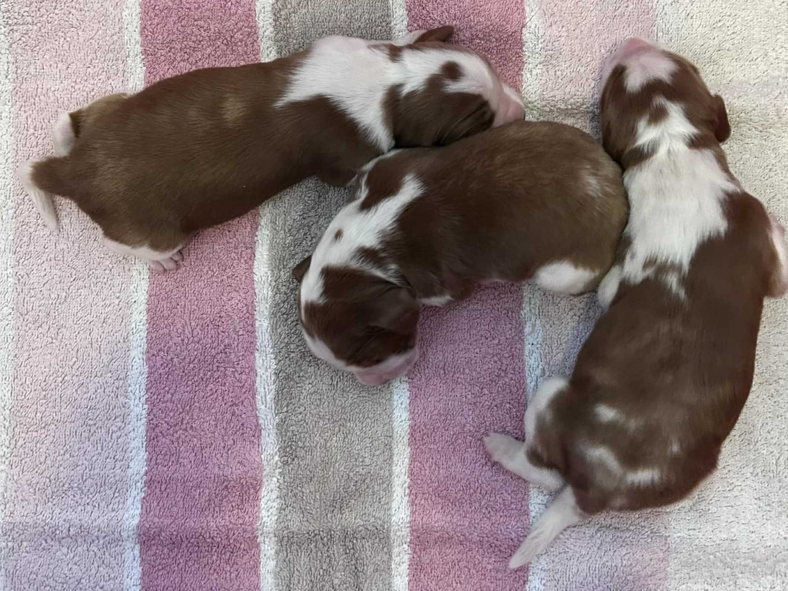 Welsh springer spaniel