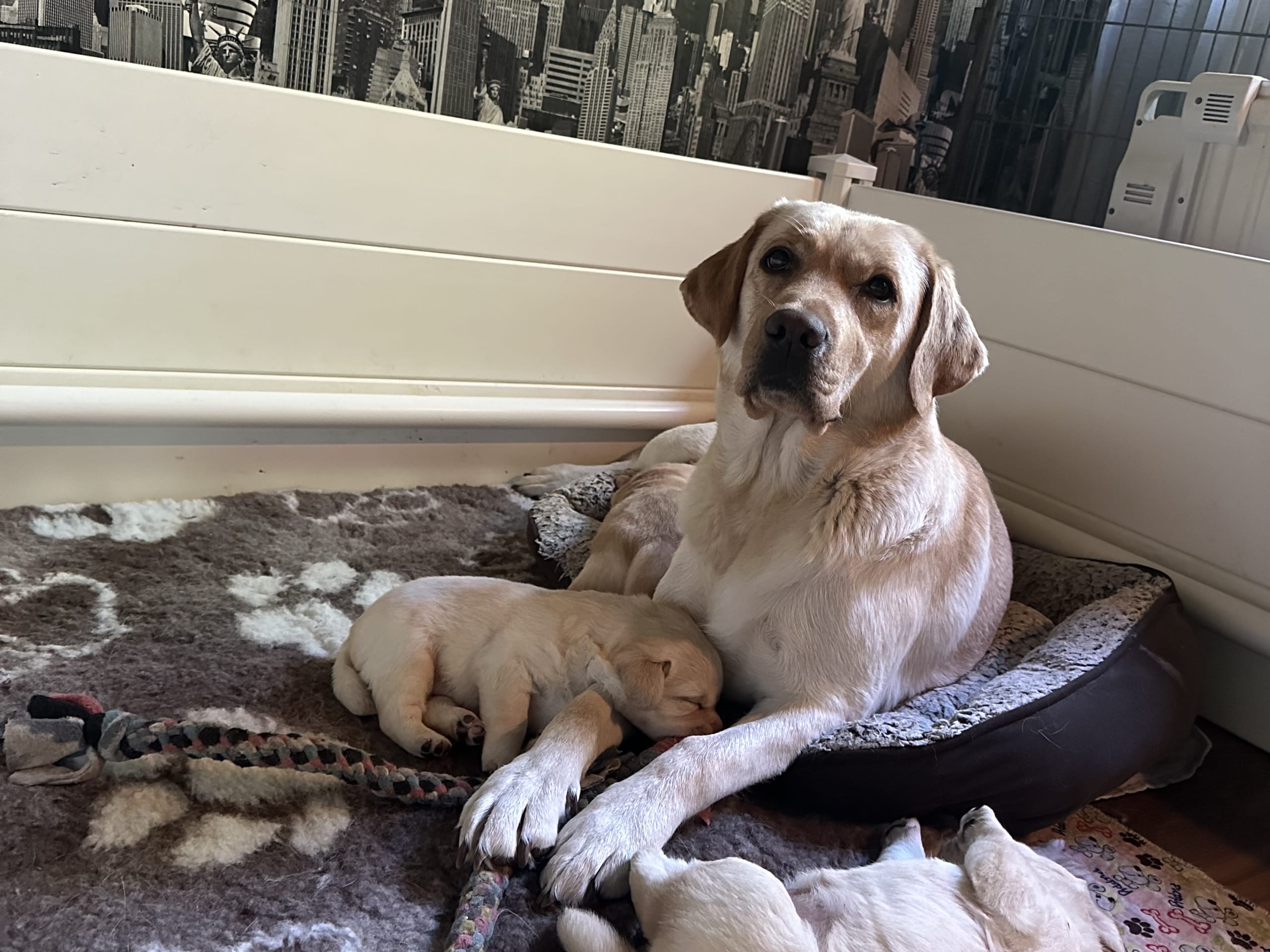 Labrador retriever · Väring · Labricas