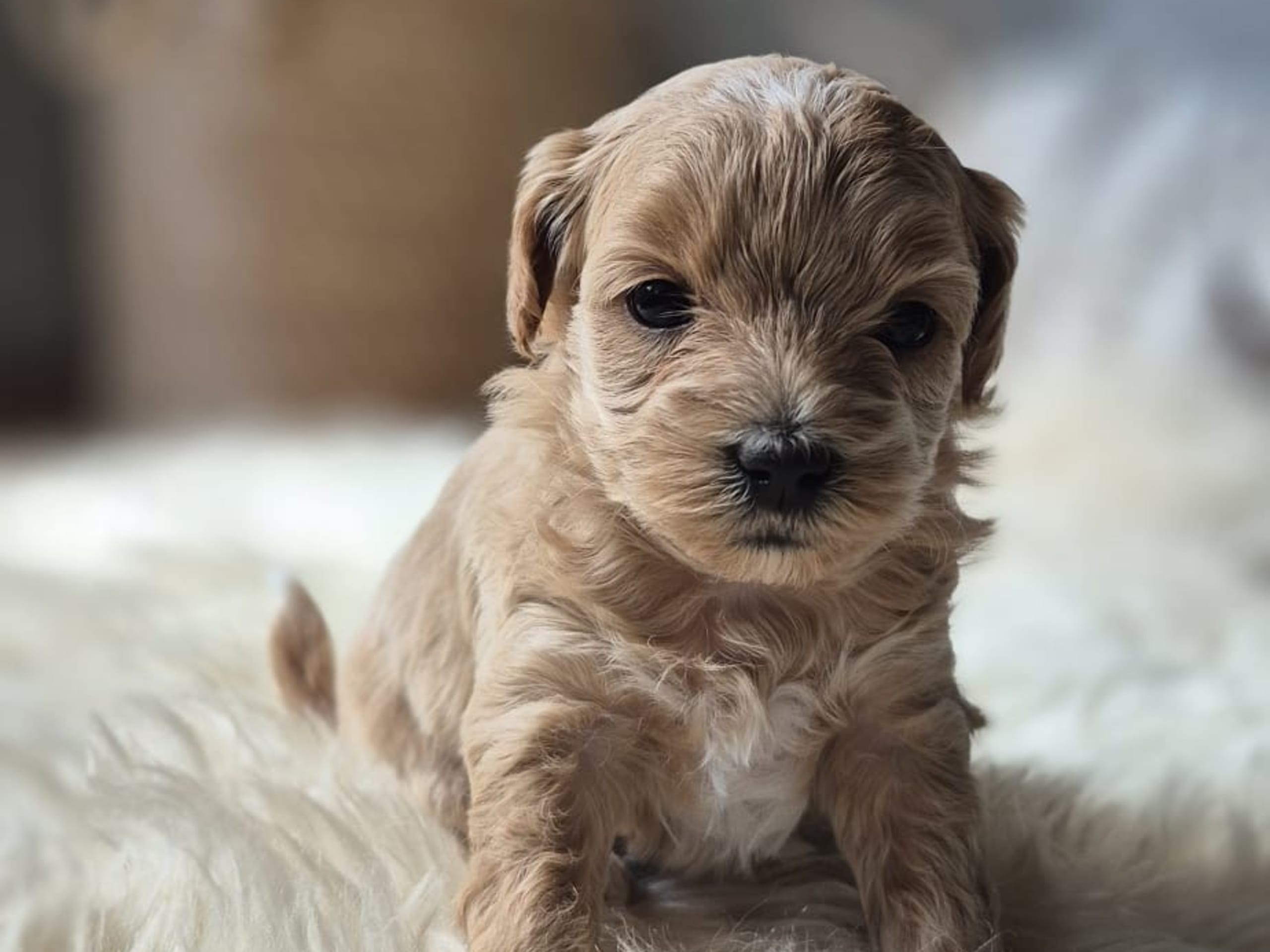Maltipoo · Åstorp · John C.