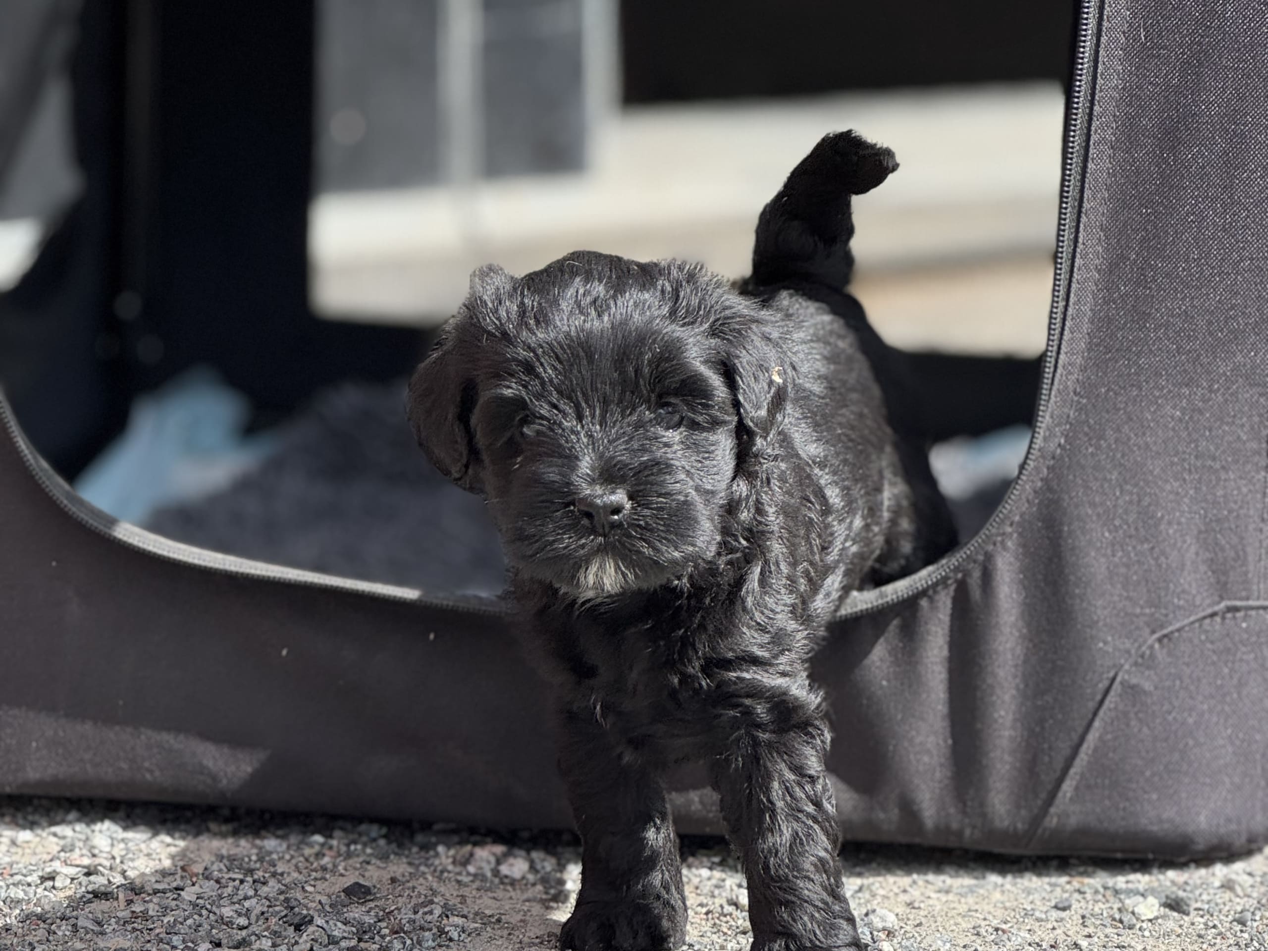 Tibetansk terrier