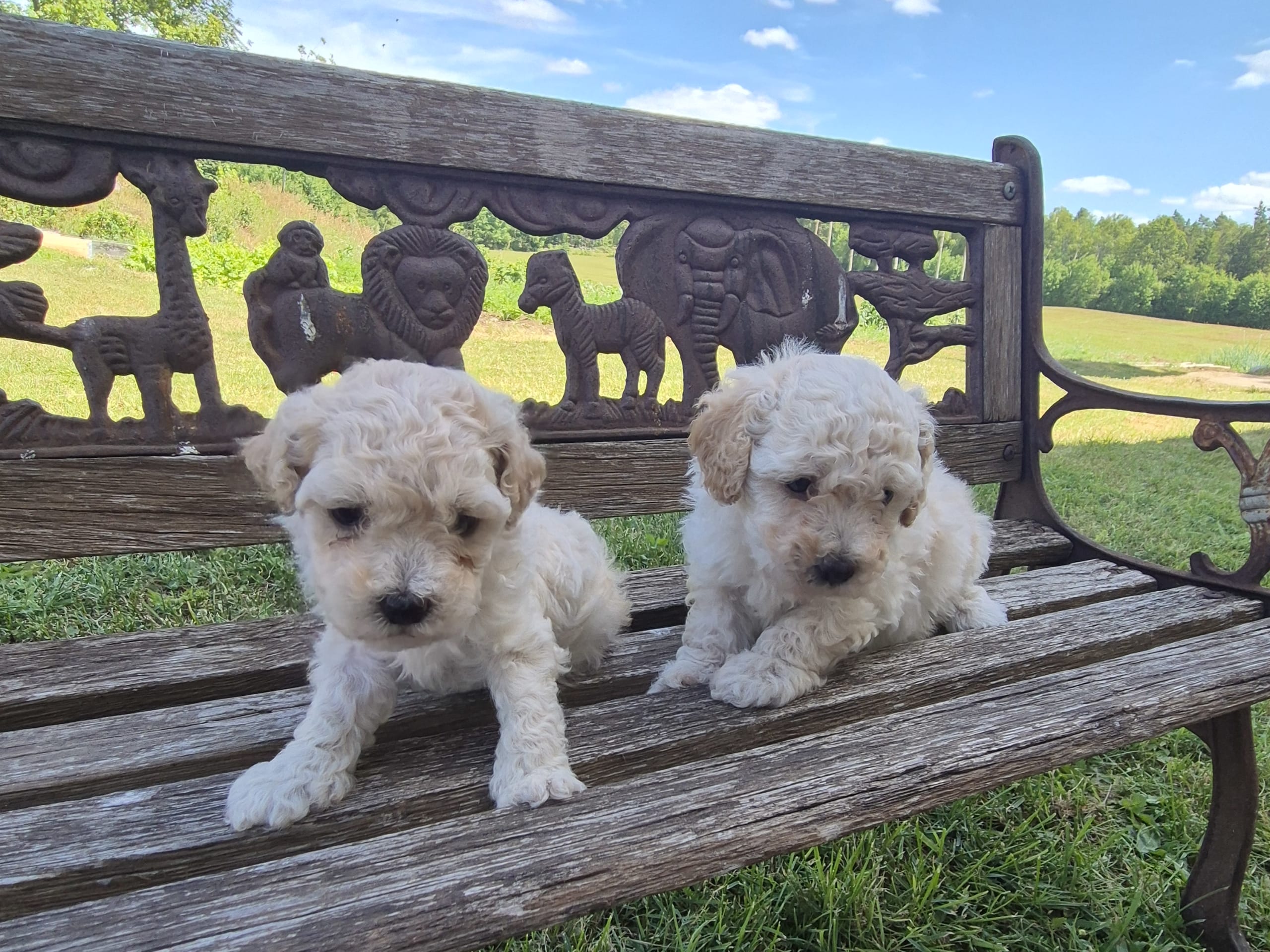 Maltipoo · Hässleholm · Daniela K.