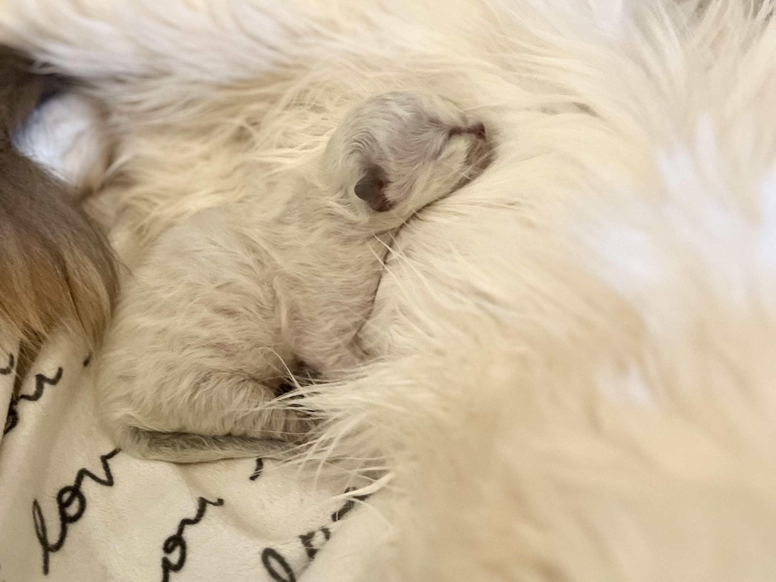 Helig birma / ragdoll · Henån · Olivia F.