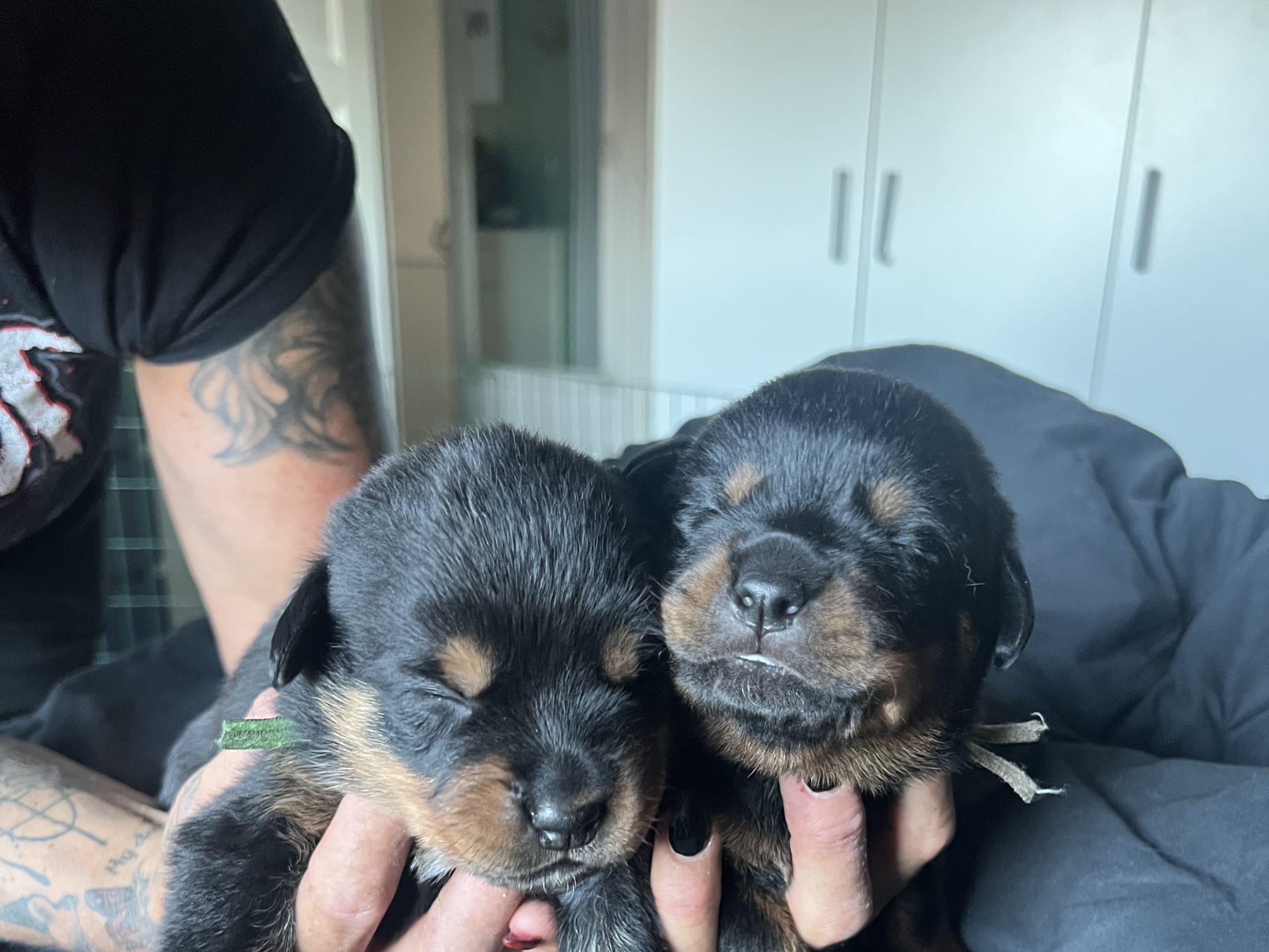 Rottweiler/American Bully XL · Gärsnäs · Helena L.