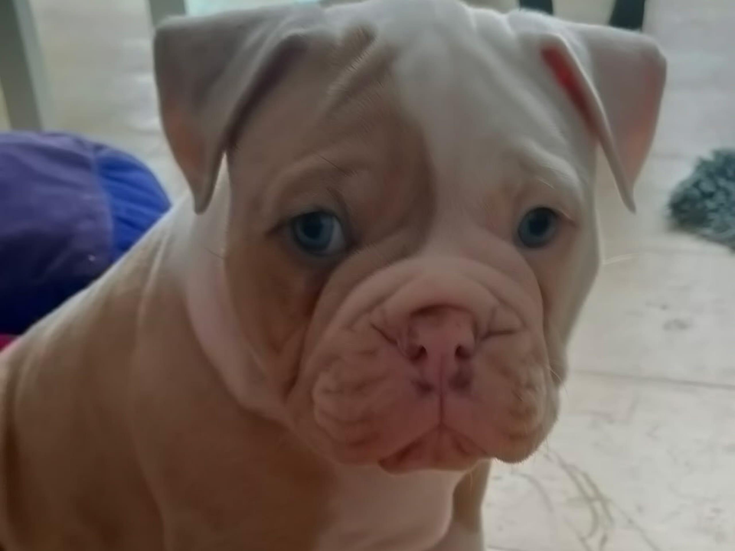 Olde english bulldogge