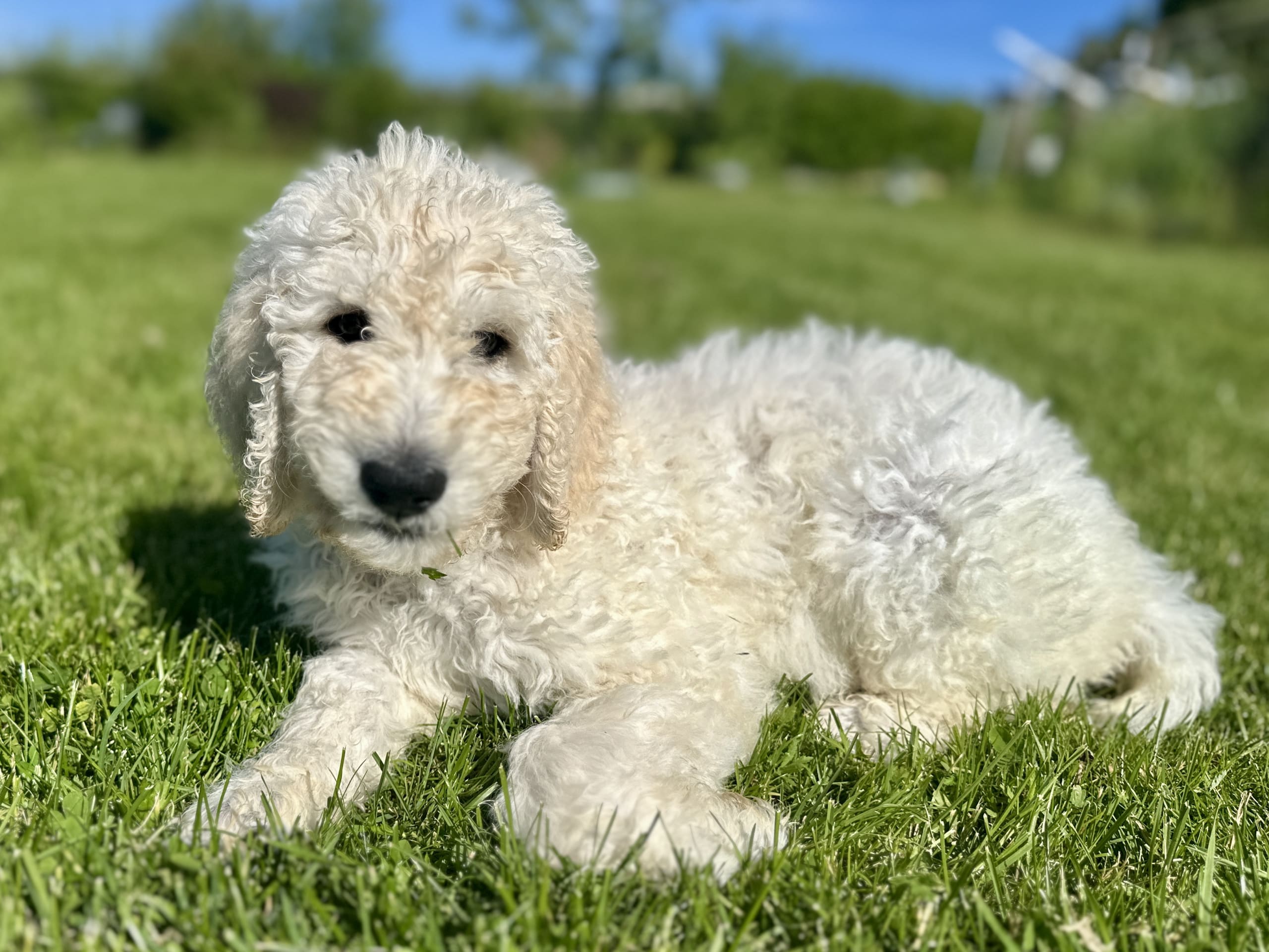 Goldendoodle