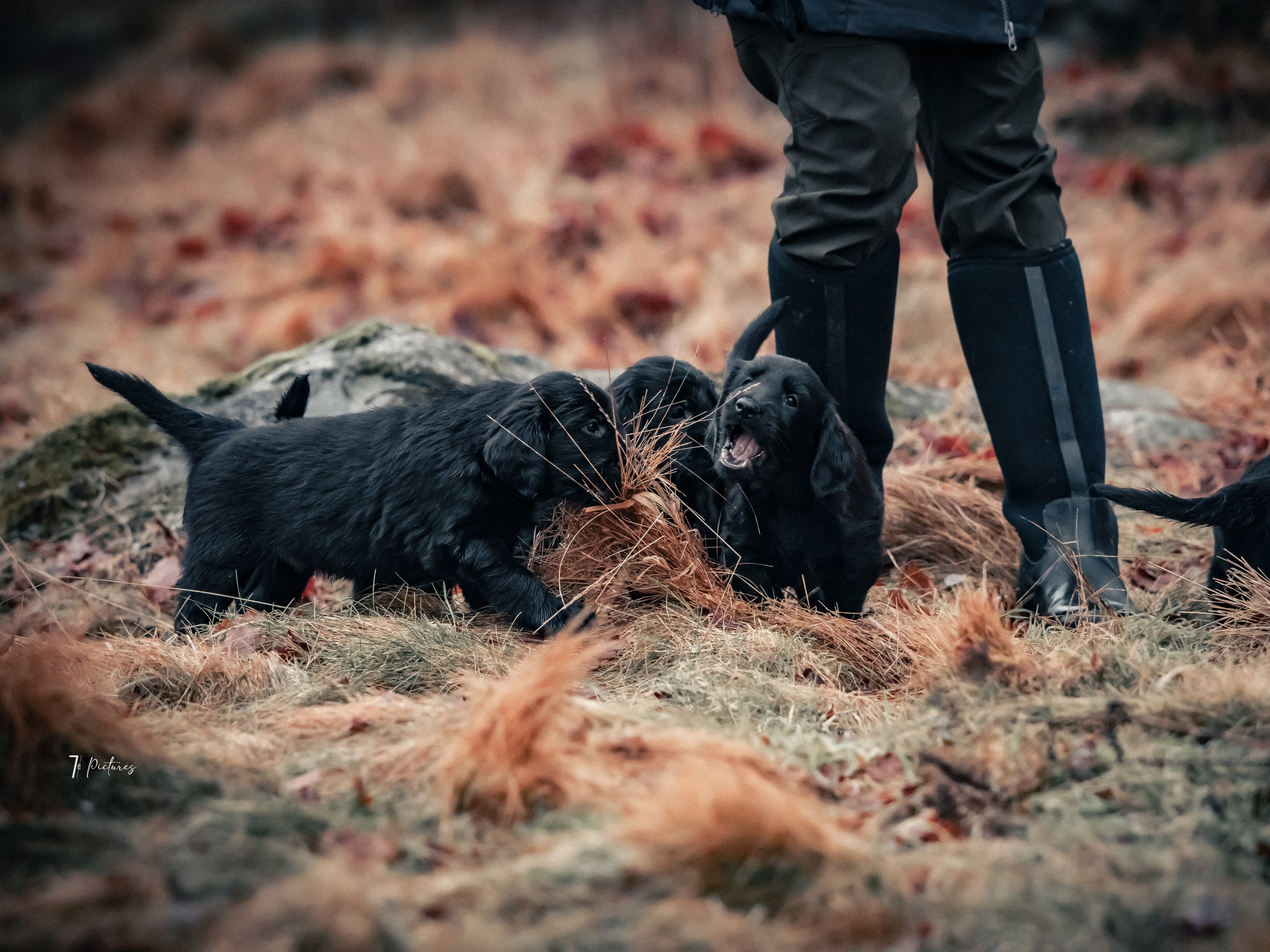 Flatcoated retriever