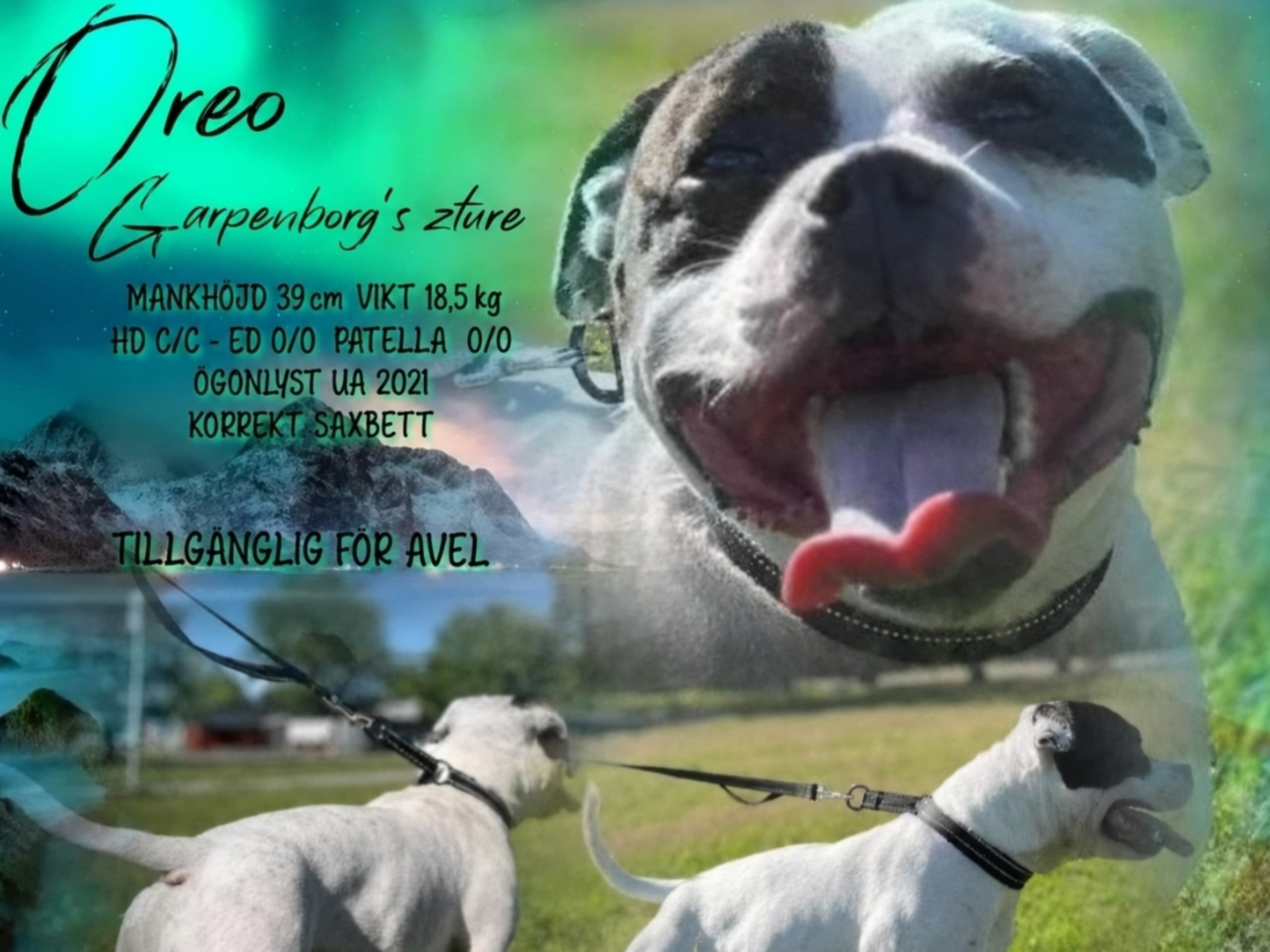 Staffordshire Bull Terrier · Lillkyrka · Stormhjärta