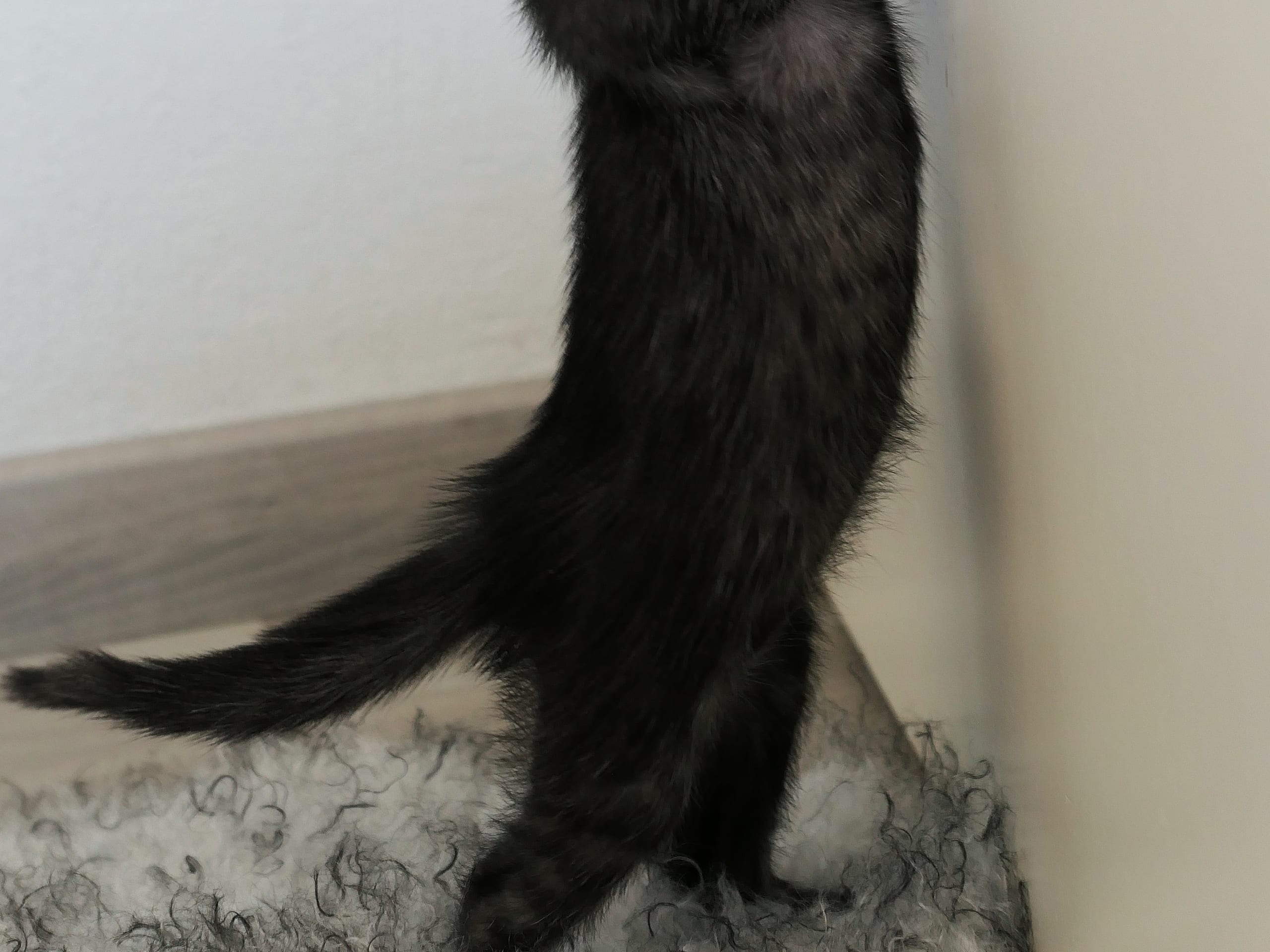 Egyptian Mau