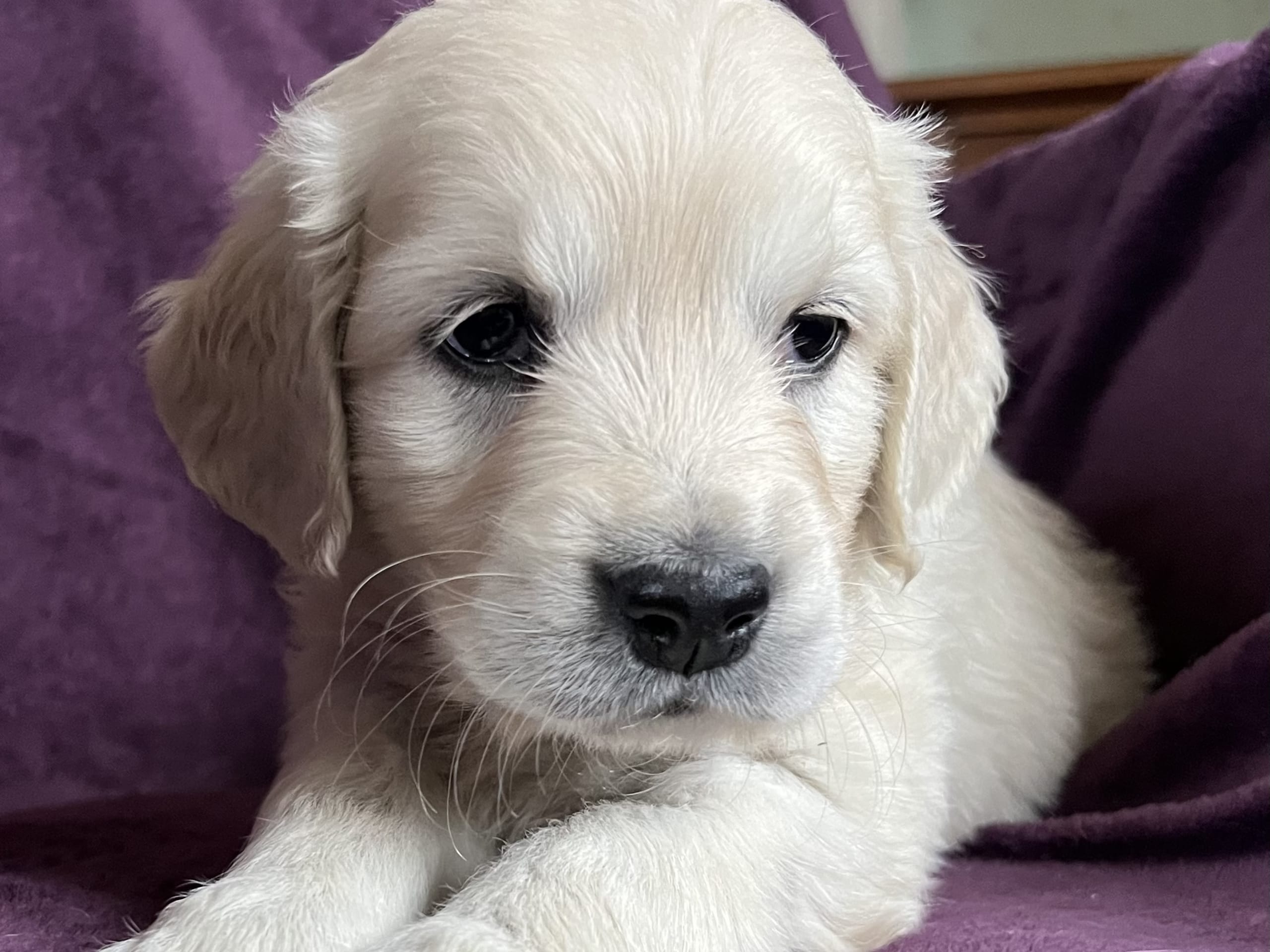 Golden retriever