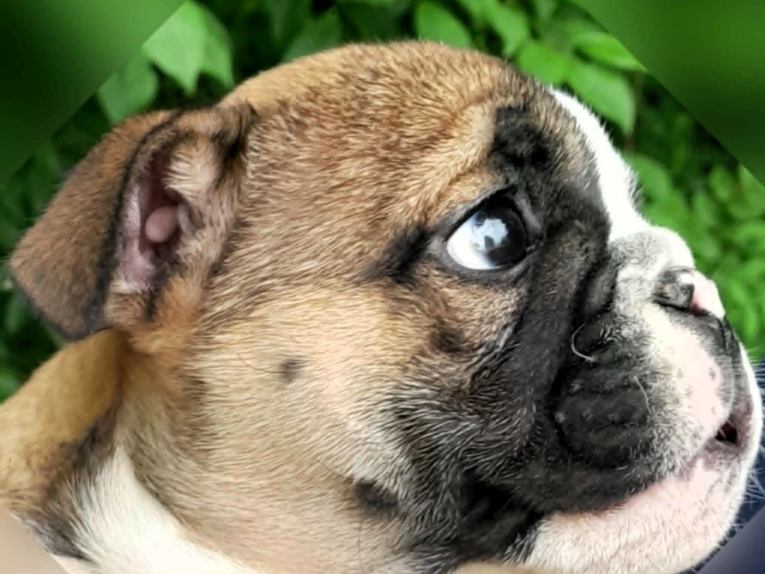 English Bulldog
