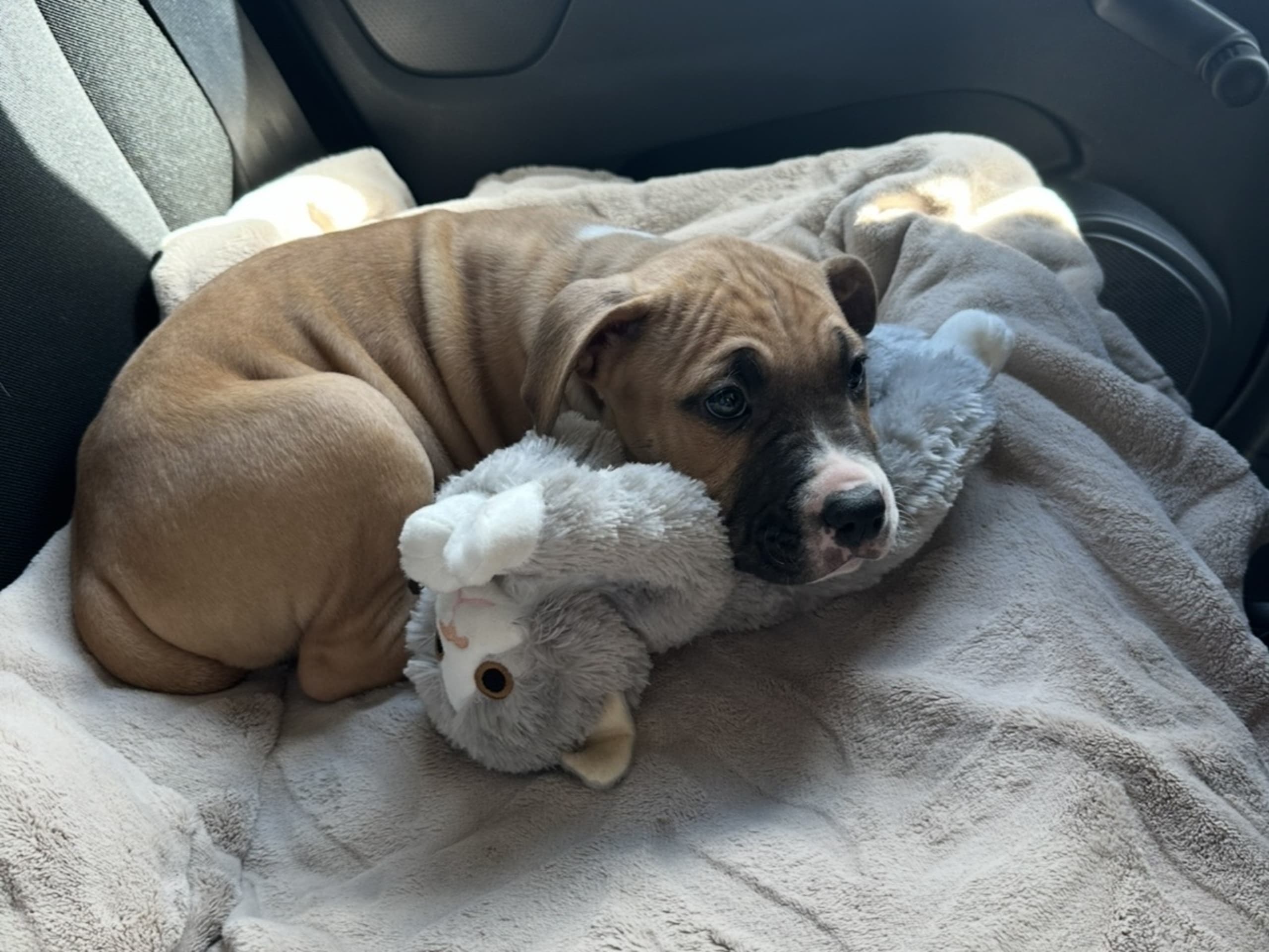 American Bully · Växjö · Nova P.