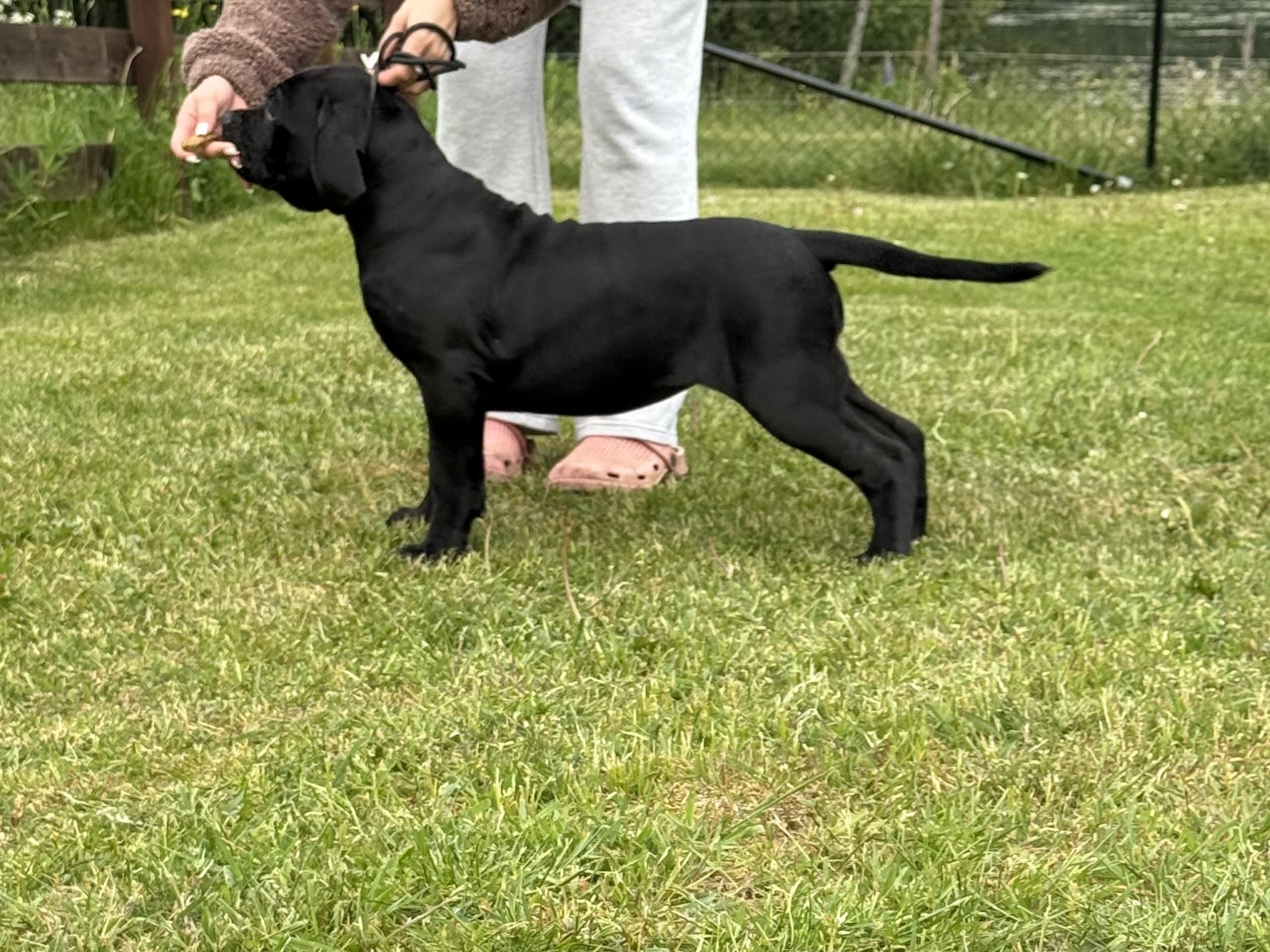 Cane corso