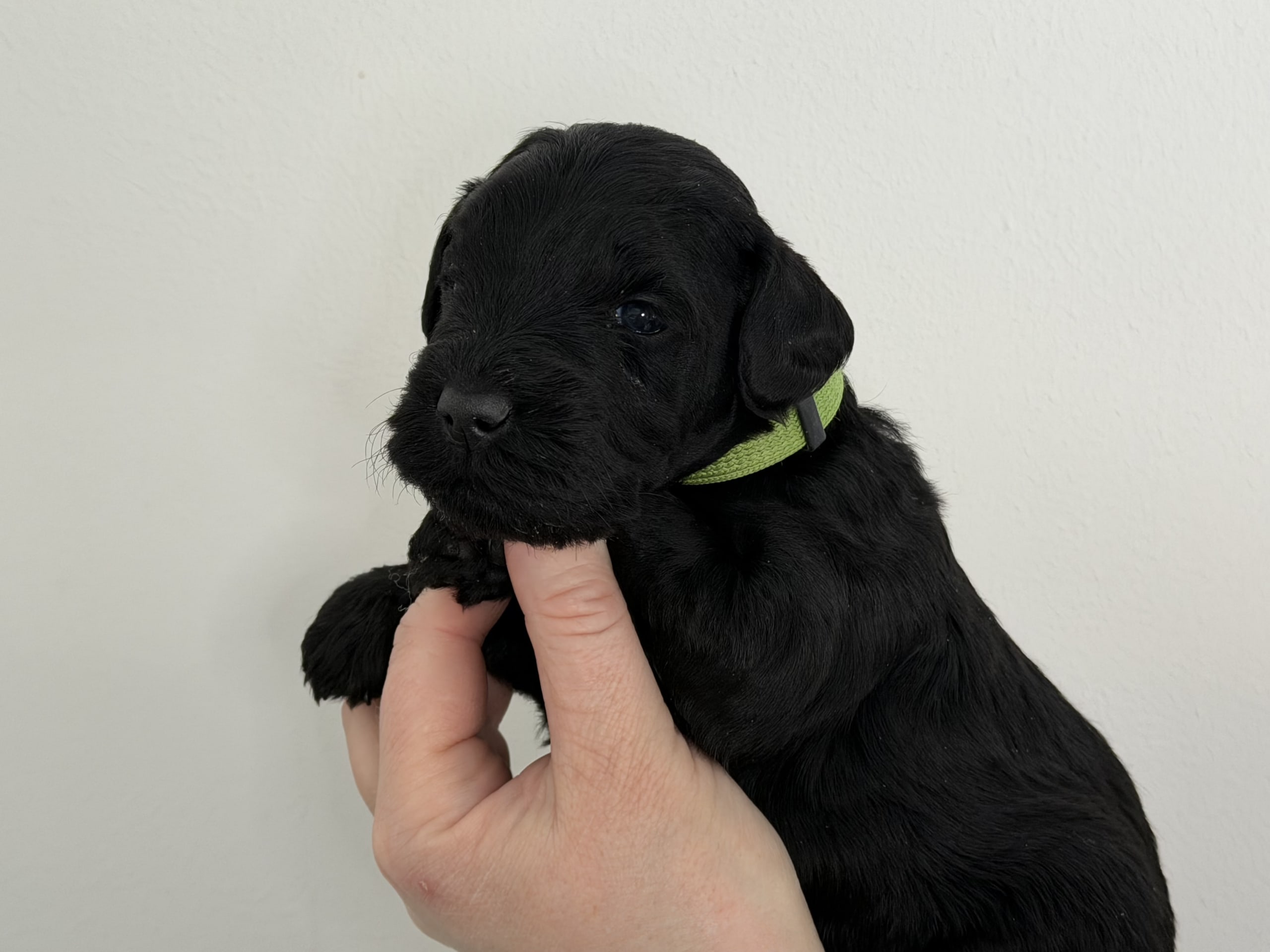 Kerry blue terrier