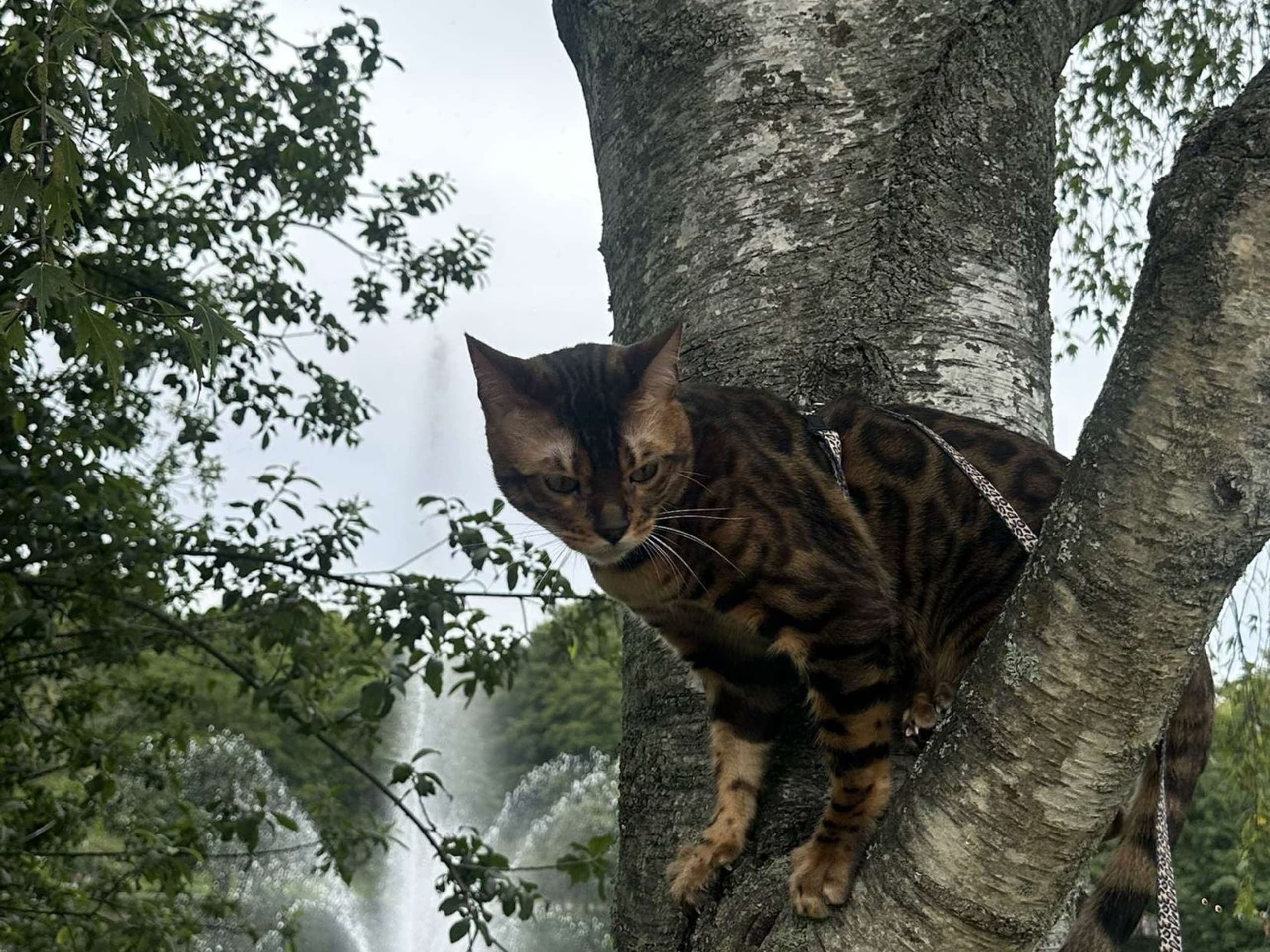 Bengal · Göteborg · Zara N.