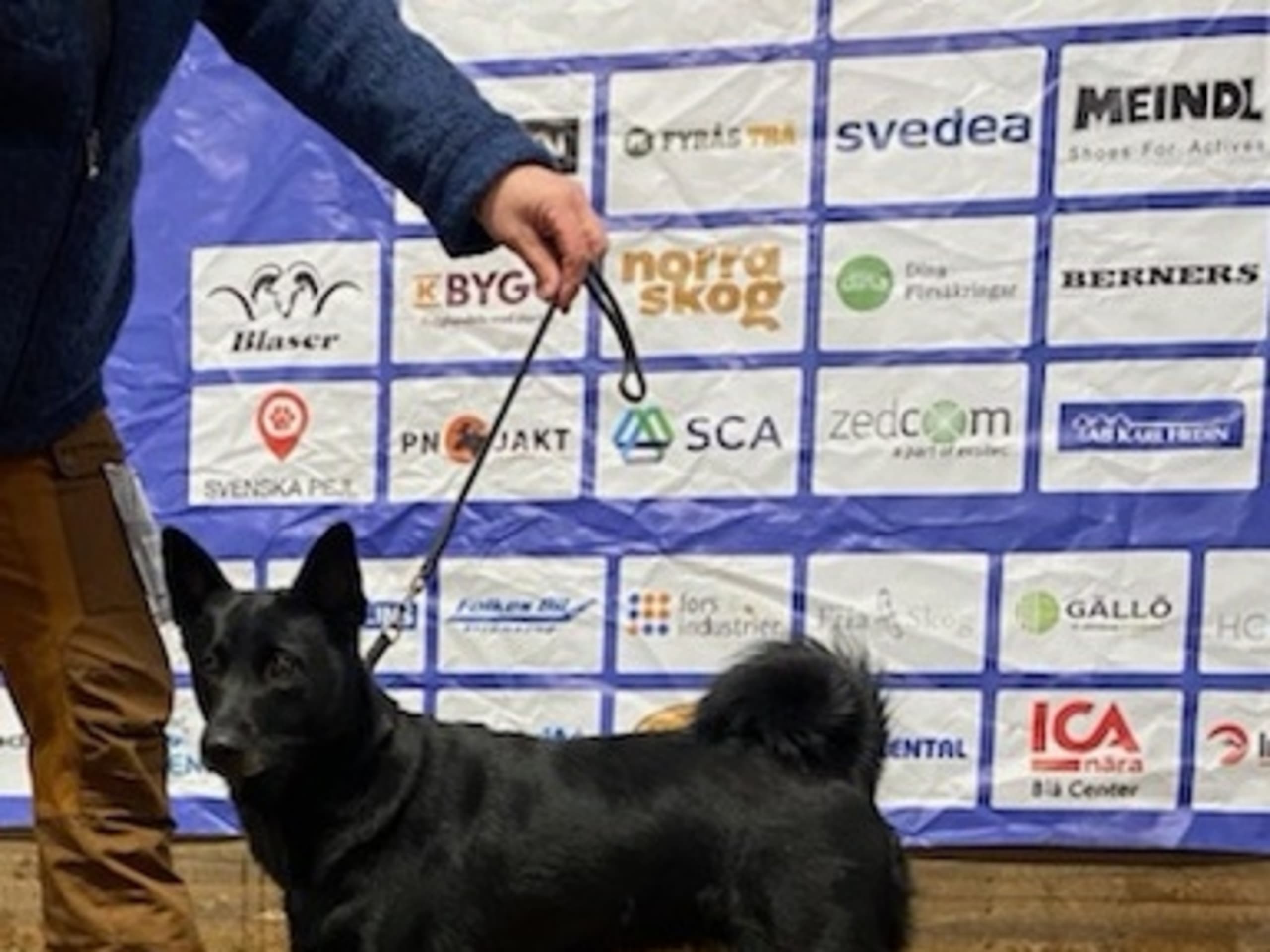 Norsk elghund, sort · Möklinta · Svartspetsen