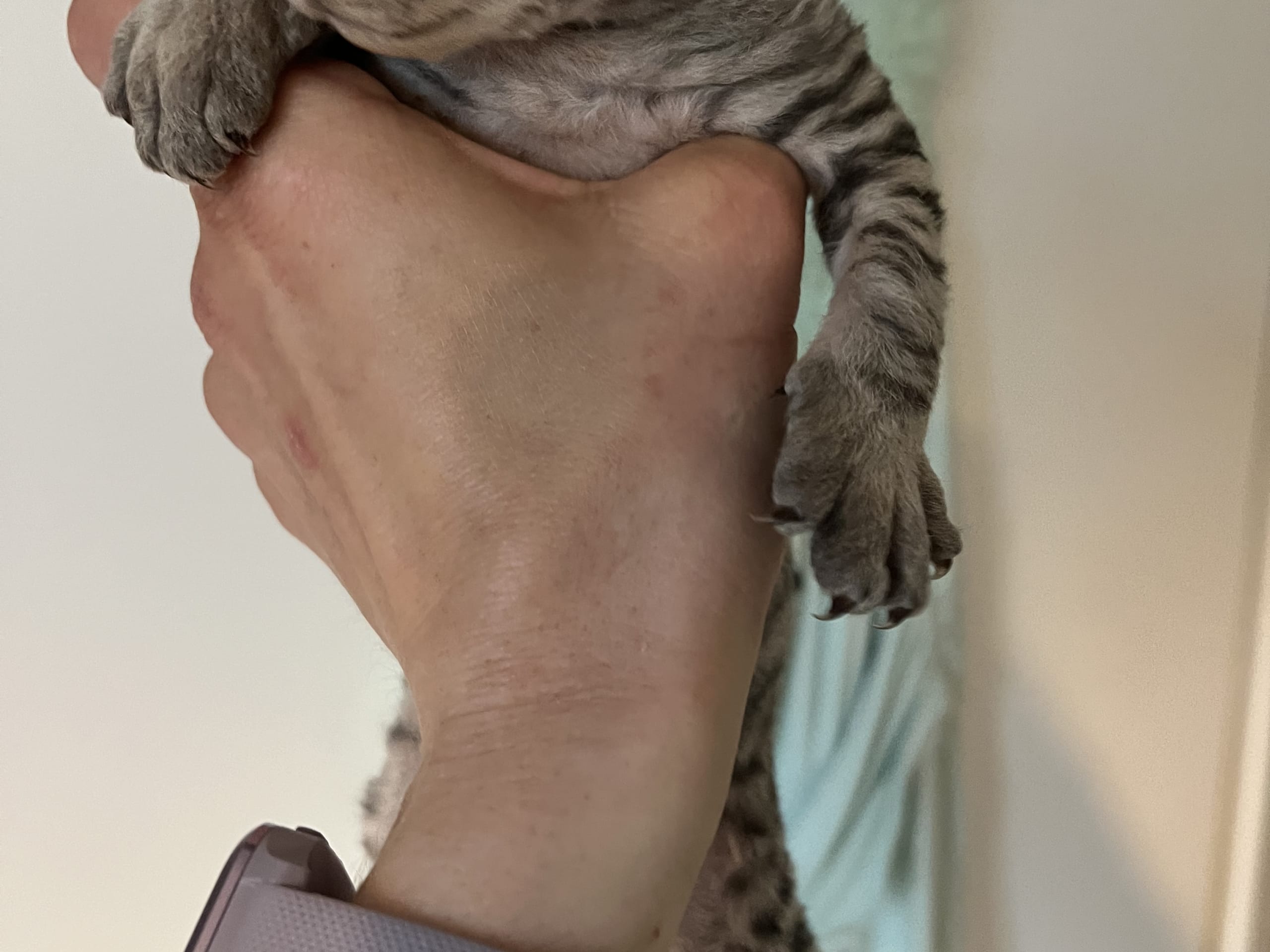 Devon Rex · Bandhagen · Karin L.