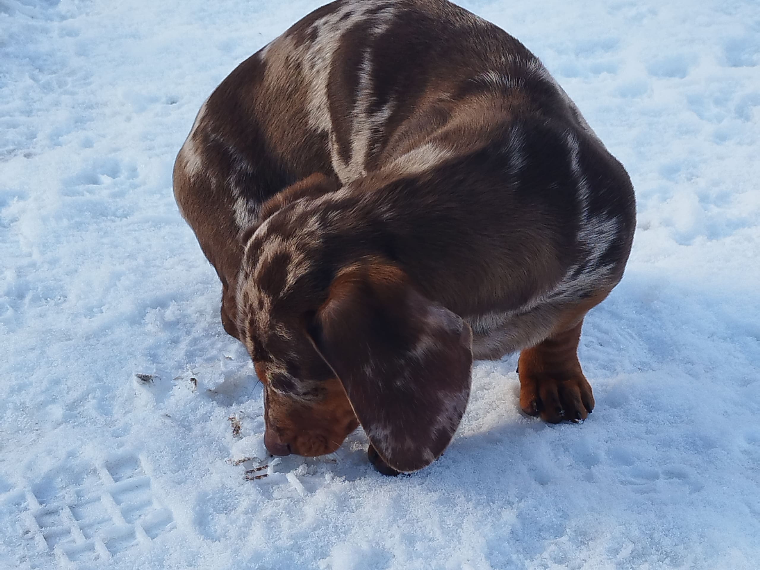 Dachshund