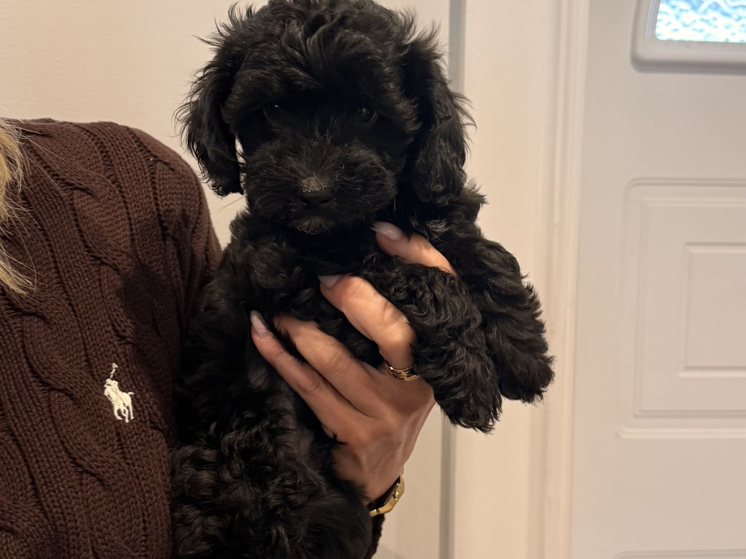 Maltipoo · Leksand · Lola A.