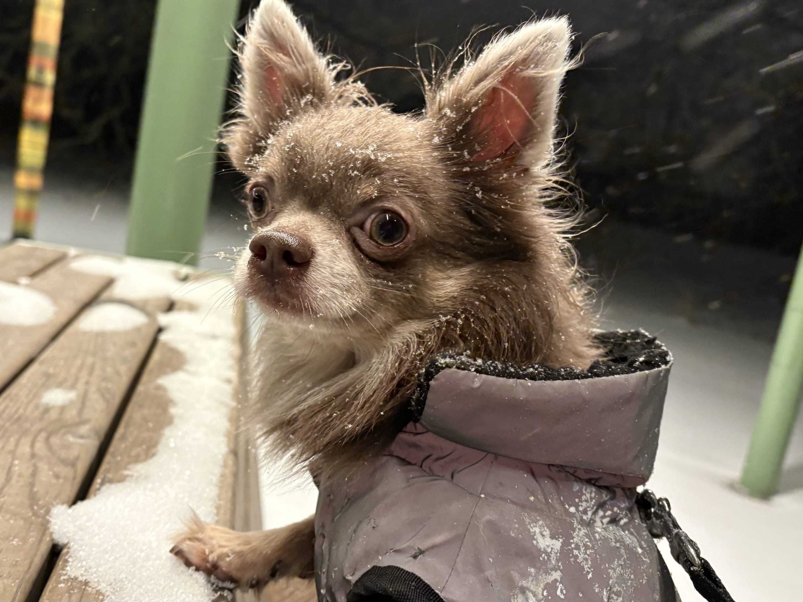 Chihuahua · Helsingborg · Milo
