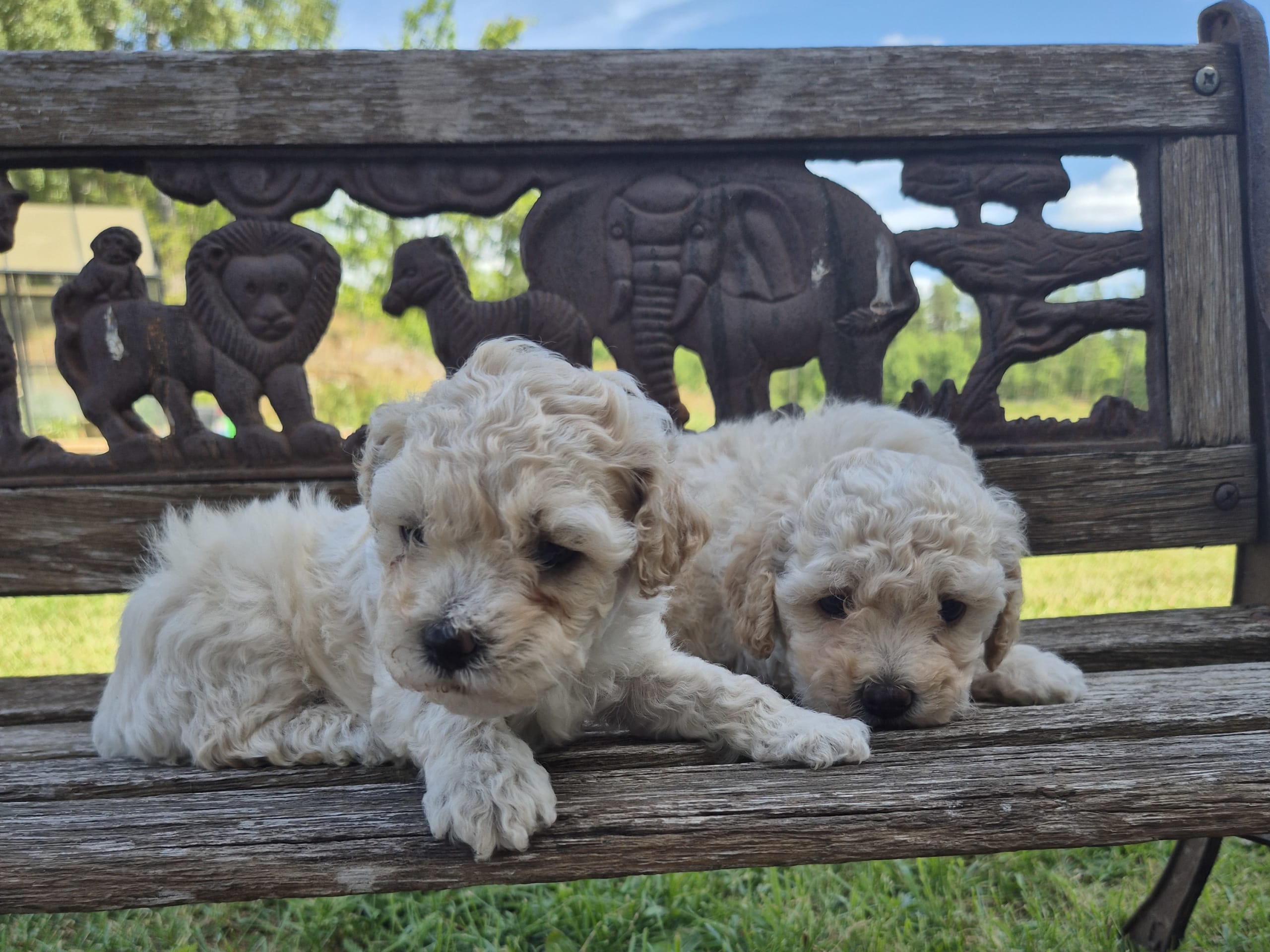 Maltipoo · Hässleholm · Daniela K.