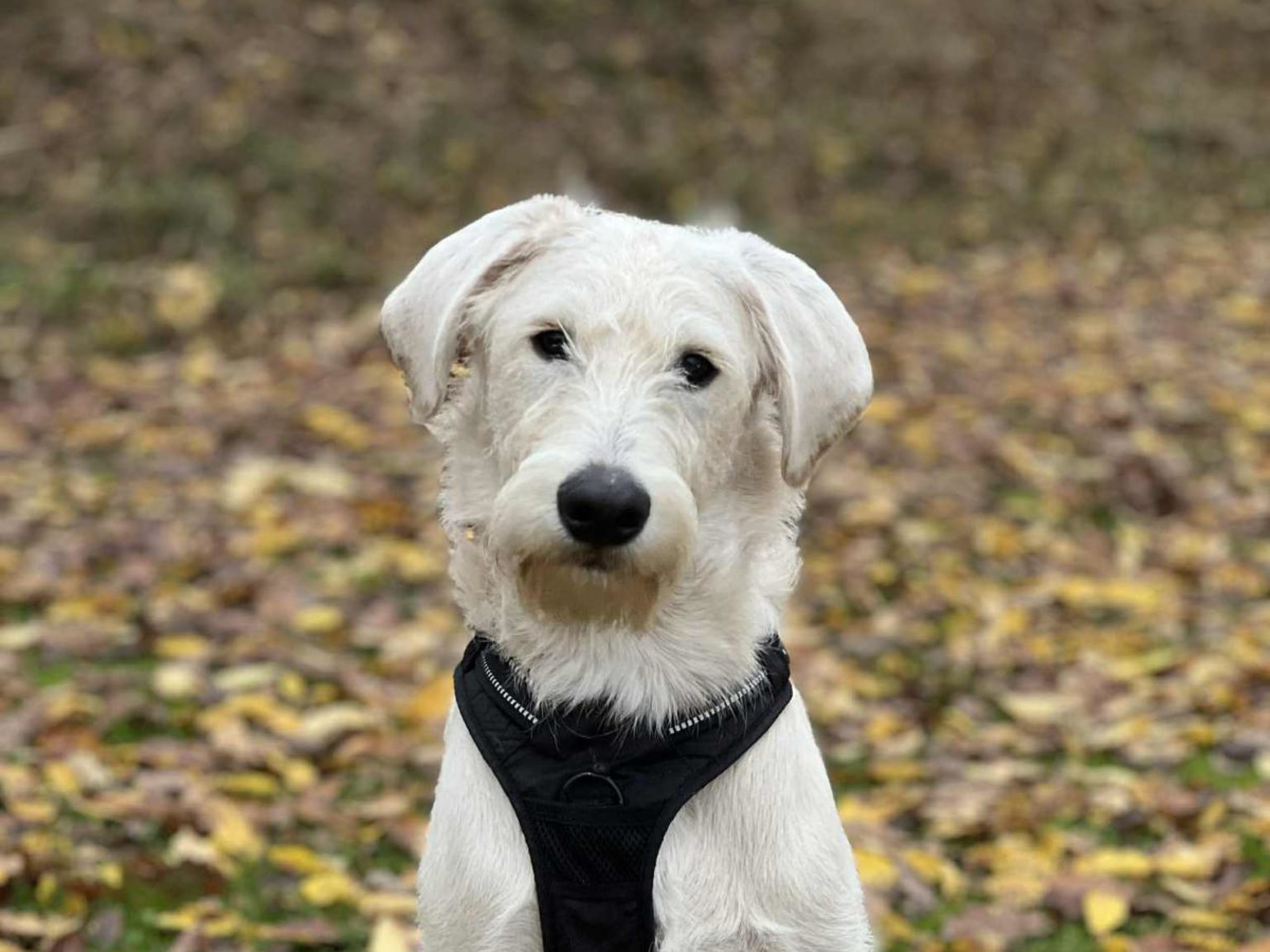 Labradoodle