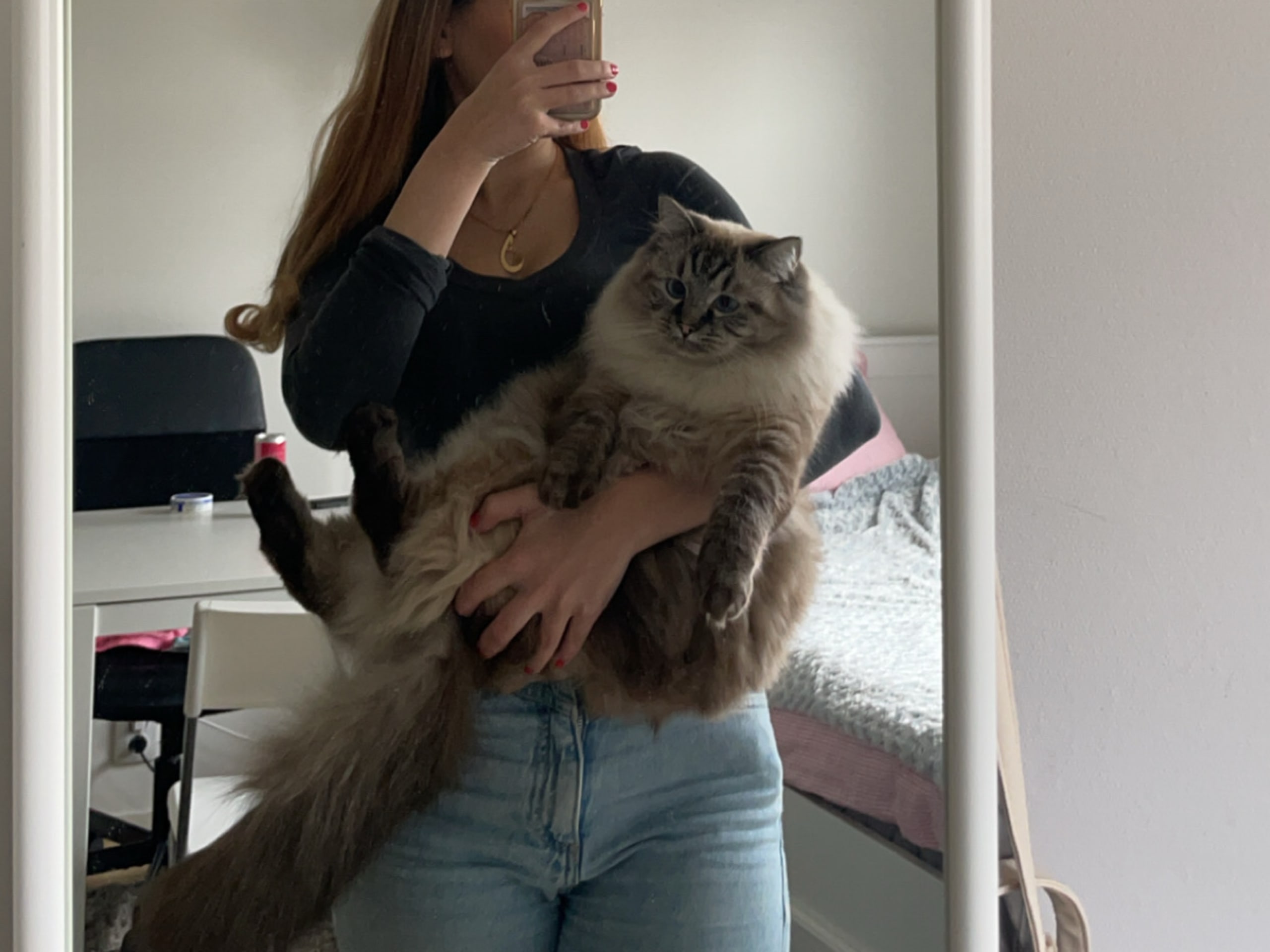 Ragdoll · Gävle · Linn T.