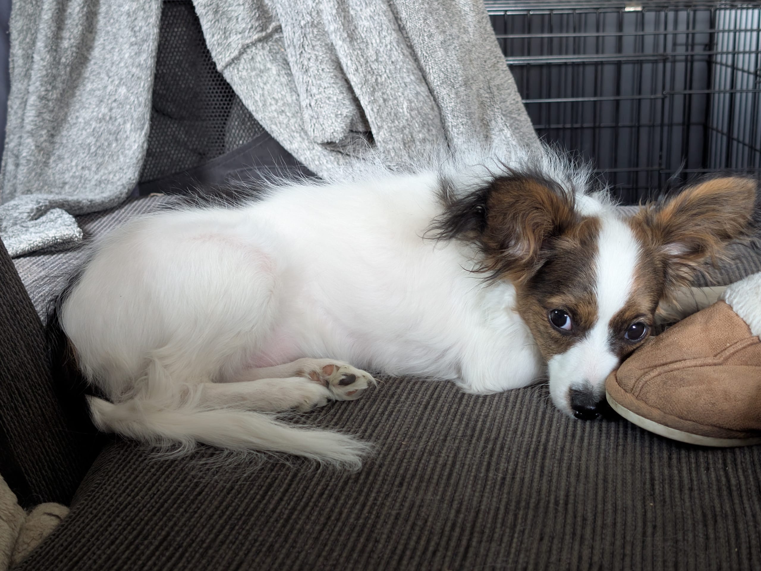 Papillon-pudel · Hälleforsnäs · Lena A.