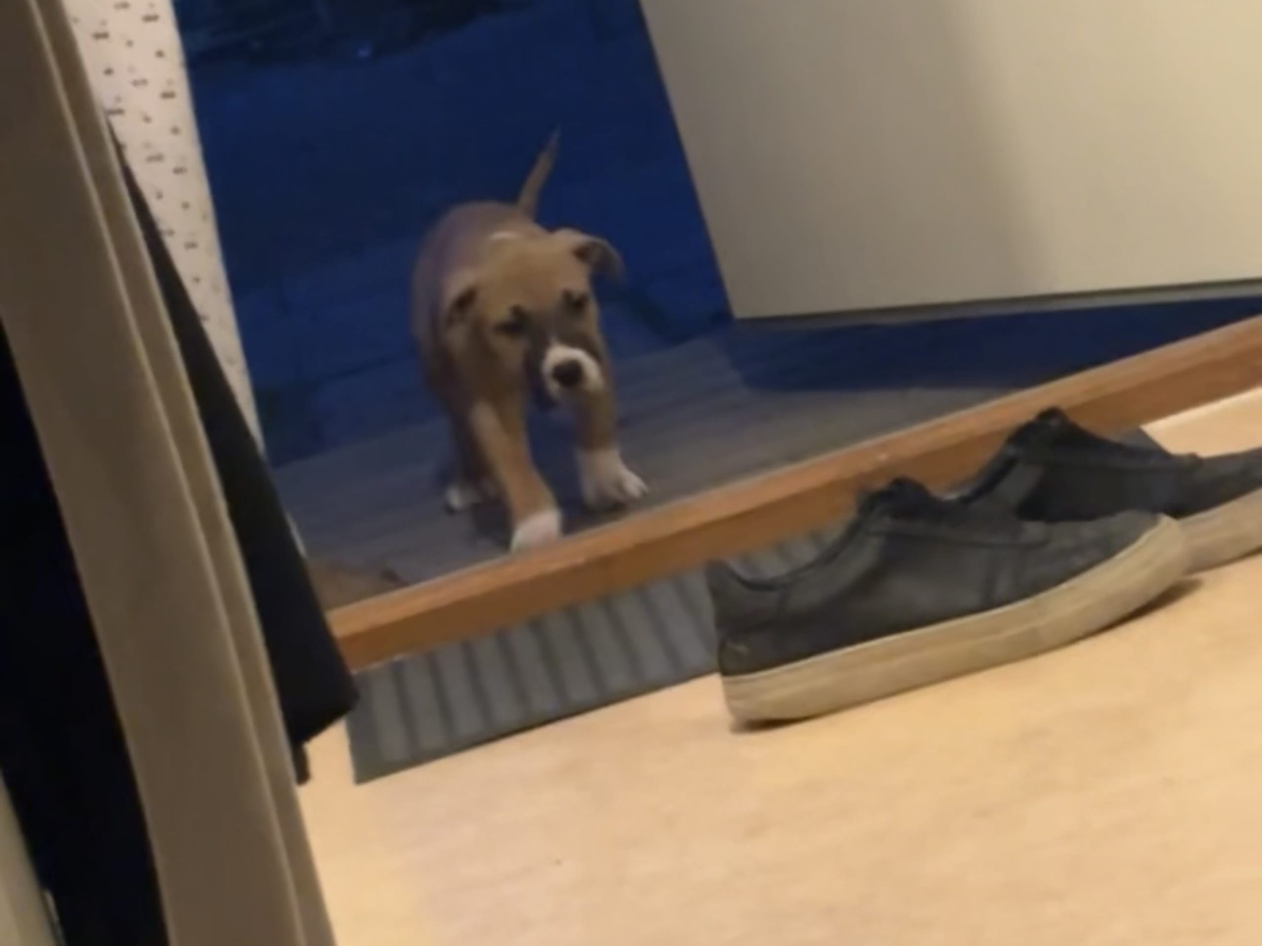 American Bully · Växjö · Nova P.
