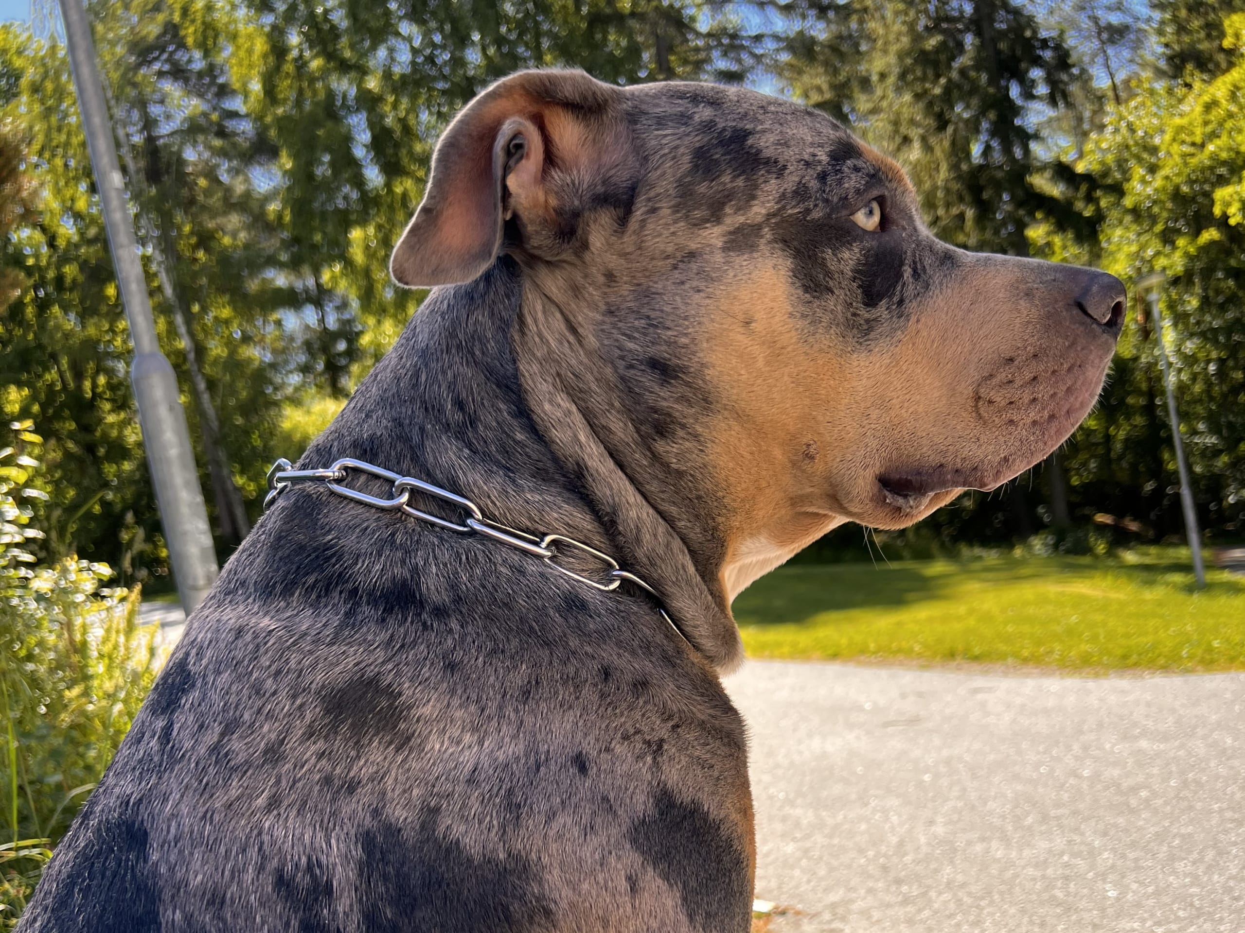 American bully · Sollentuna · Raul C.